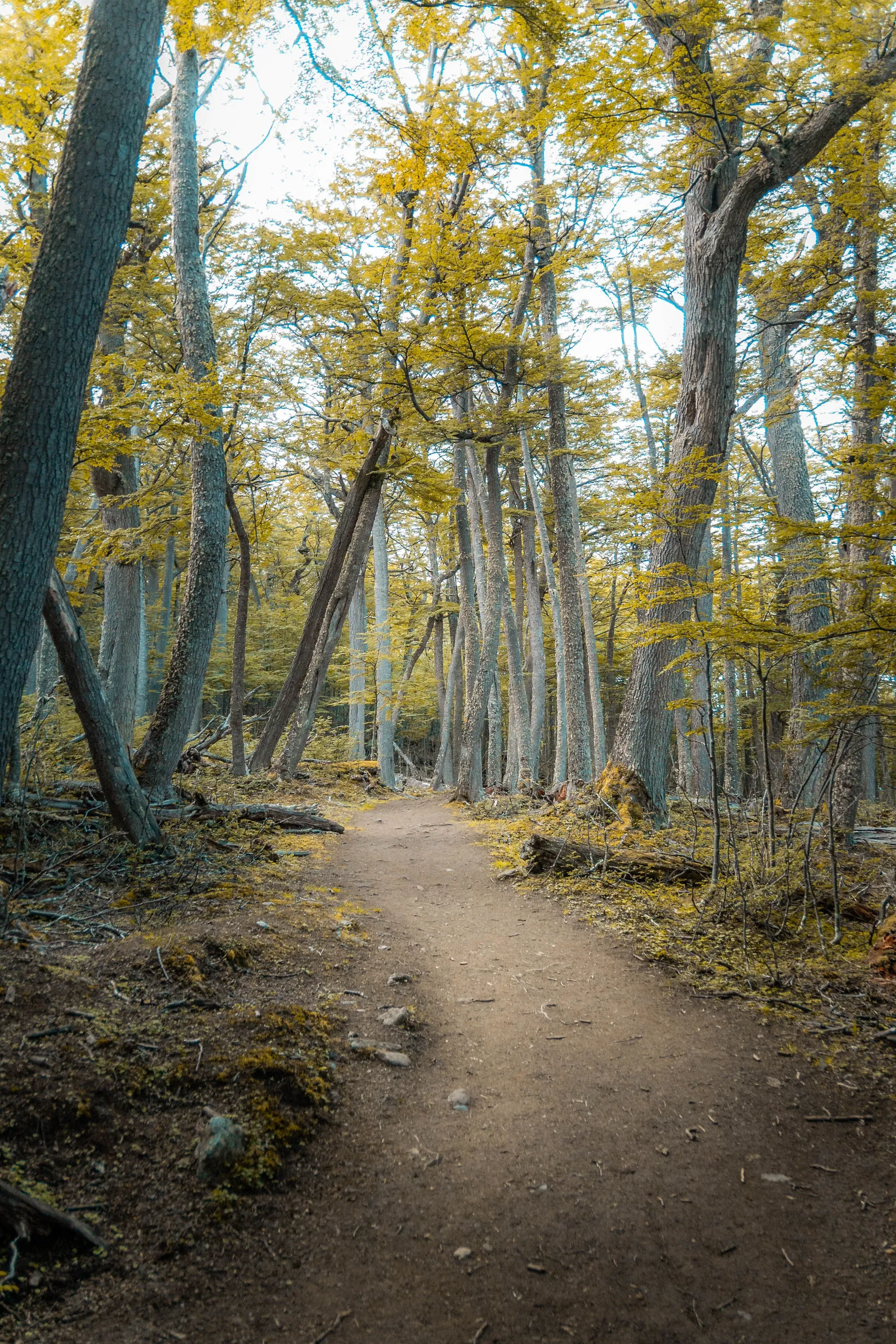 A winding path between trees in the Fuegian forest.
