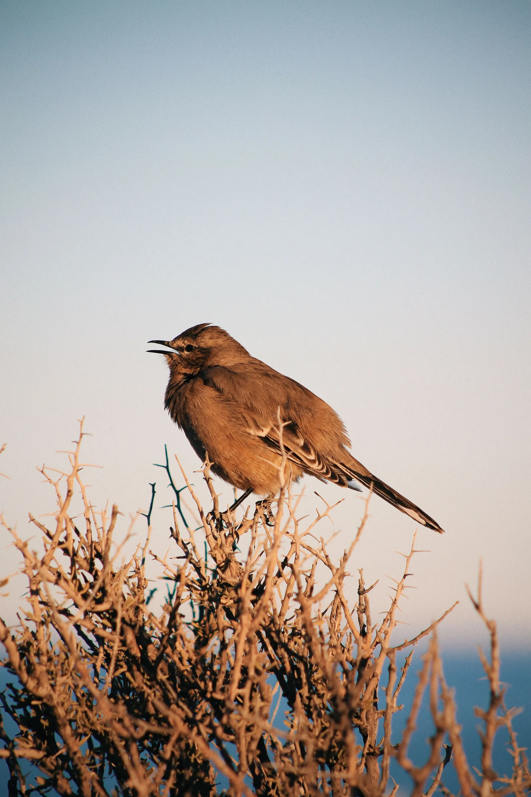 A Patagonian mockingbird on a dry branch in warm light.