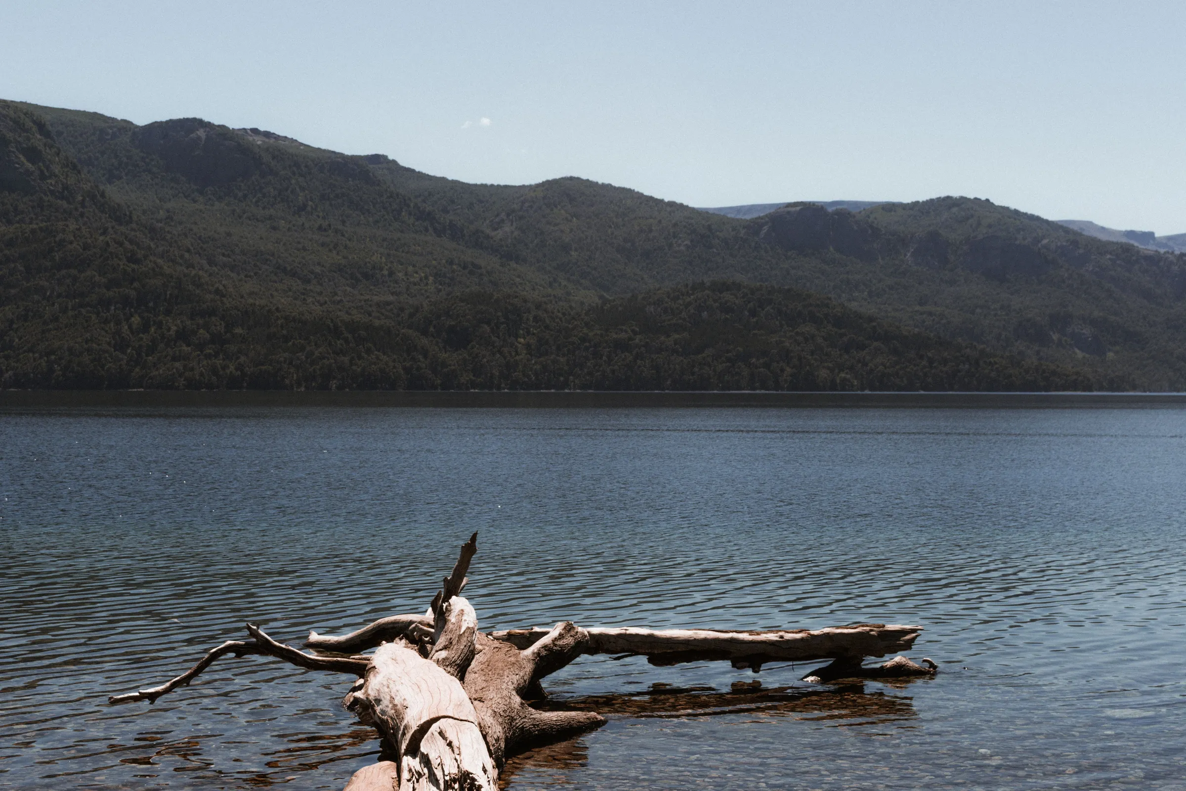 Sculptural driftwood beside Lake Traful and its mountain horizon