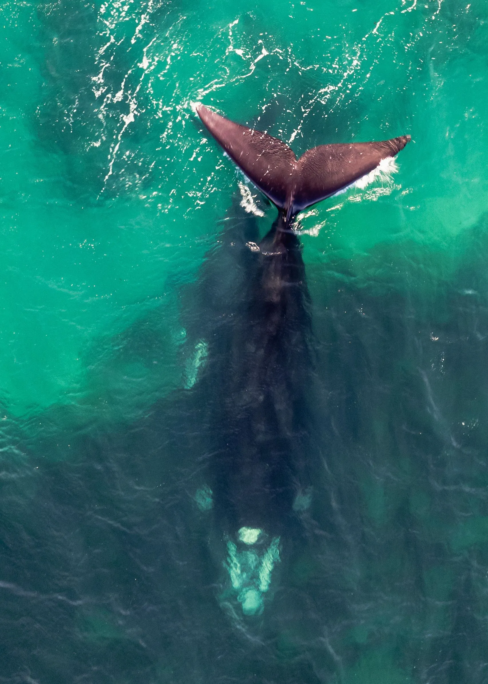 A whale tail seen through turquoise coastal water