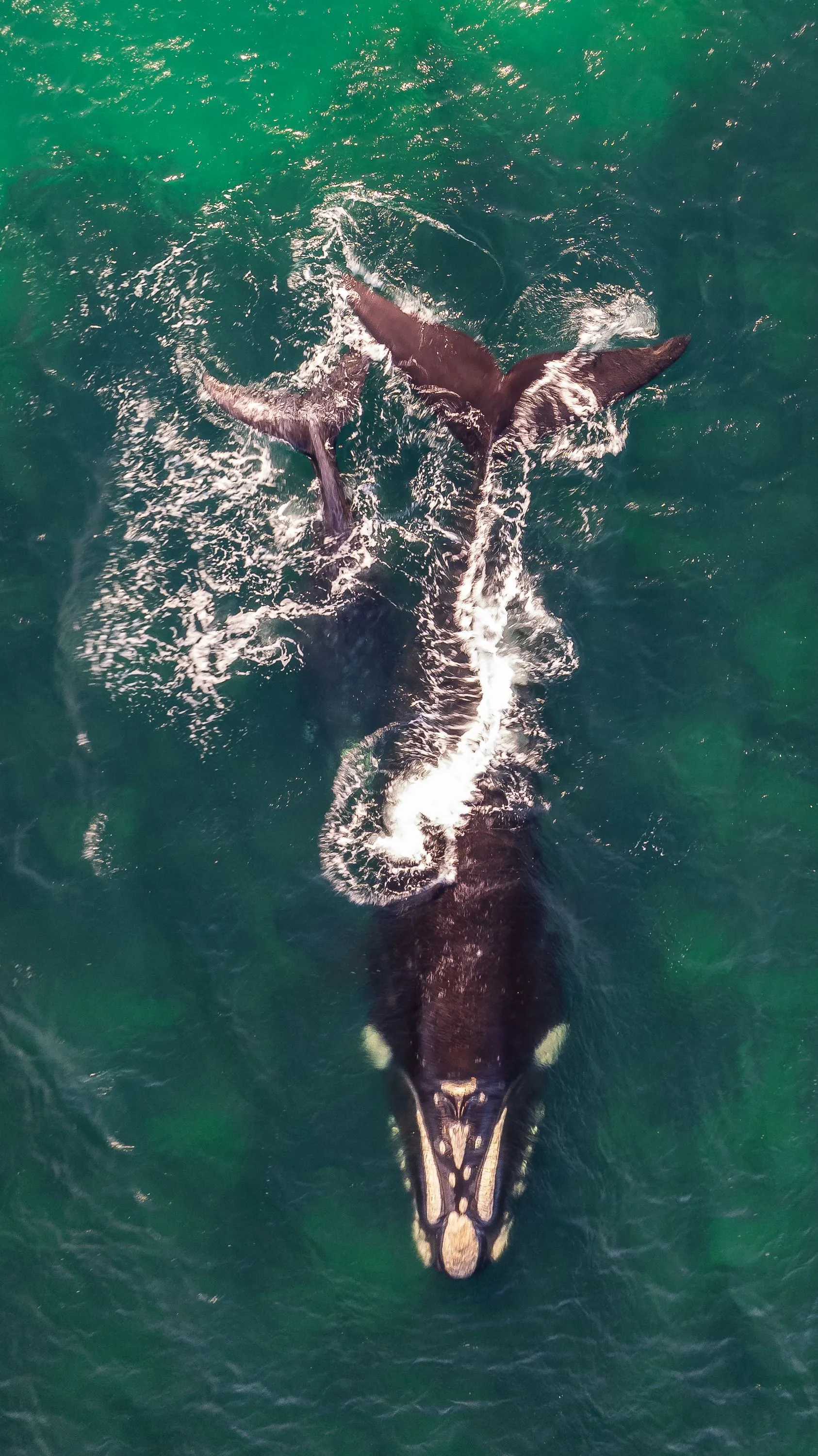 A whale and calf swimming beneath the clear sea surface.