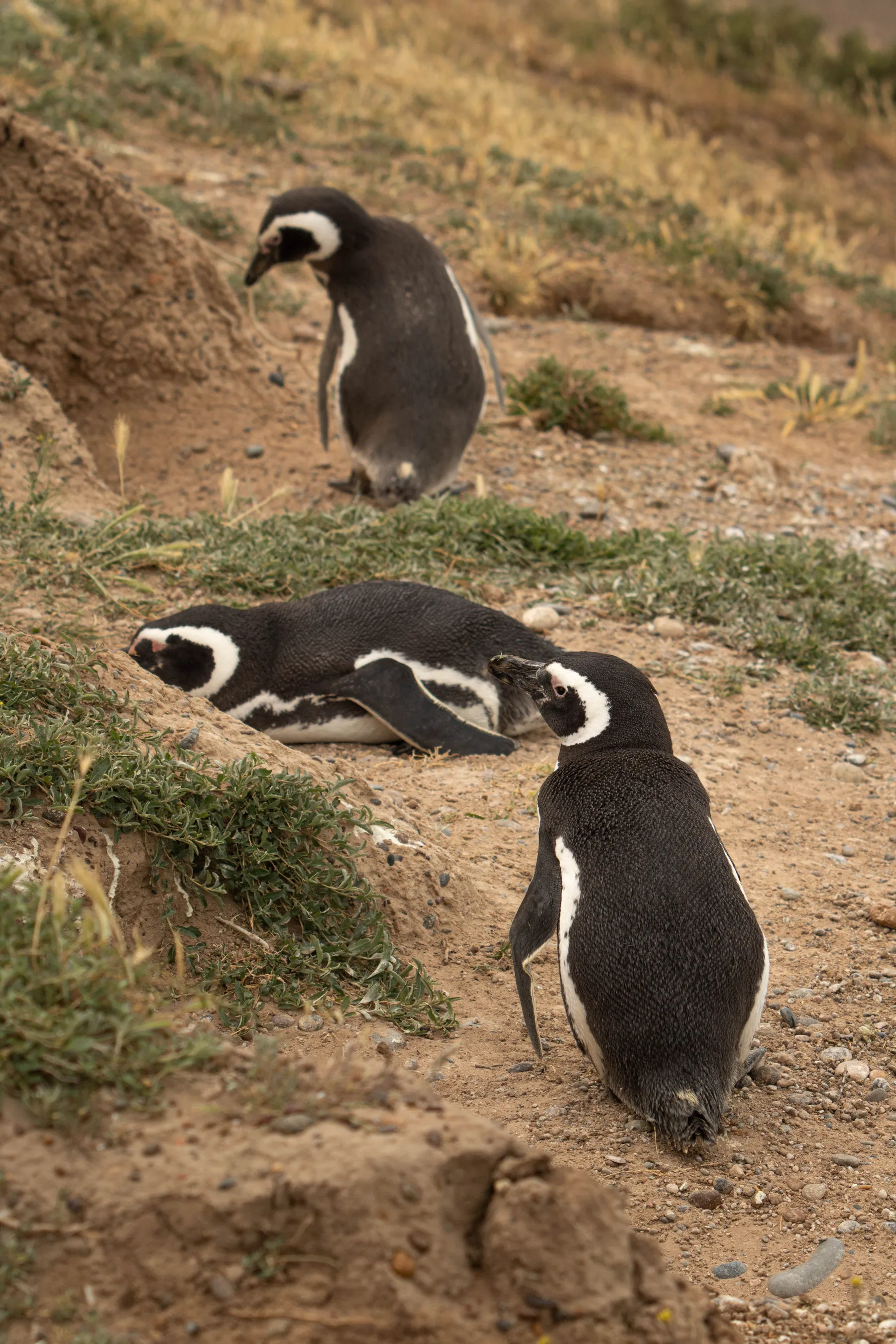 Three penguins on the Chubut coast