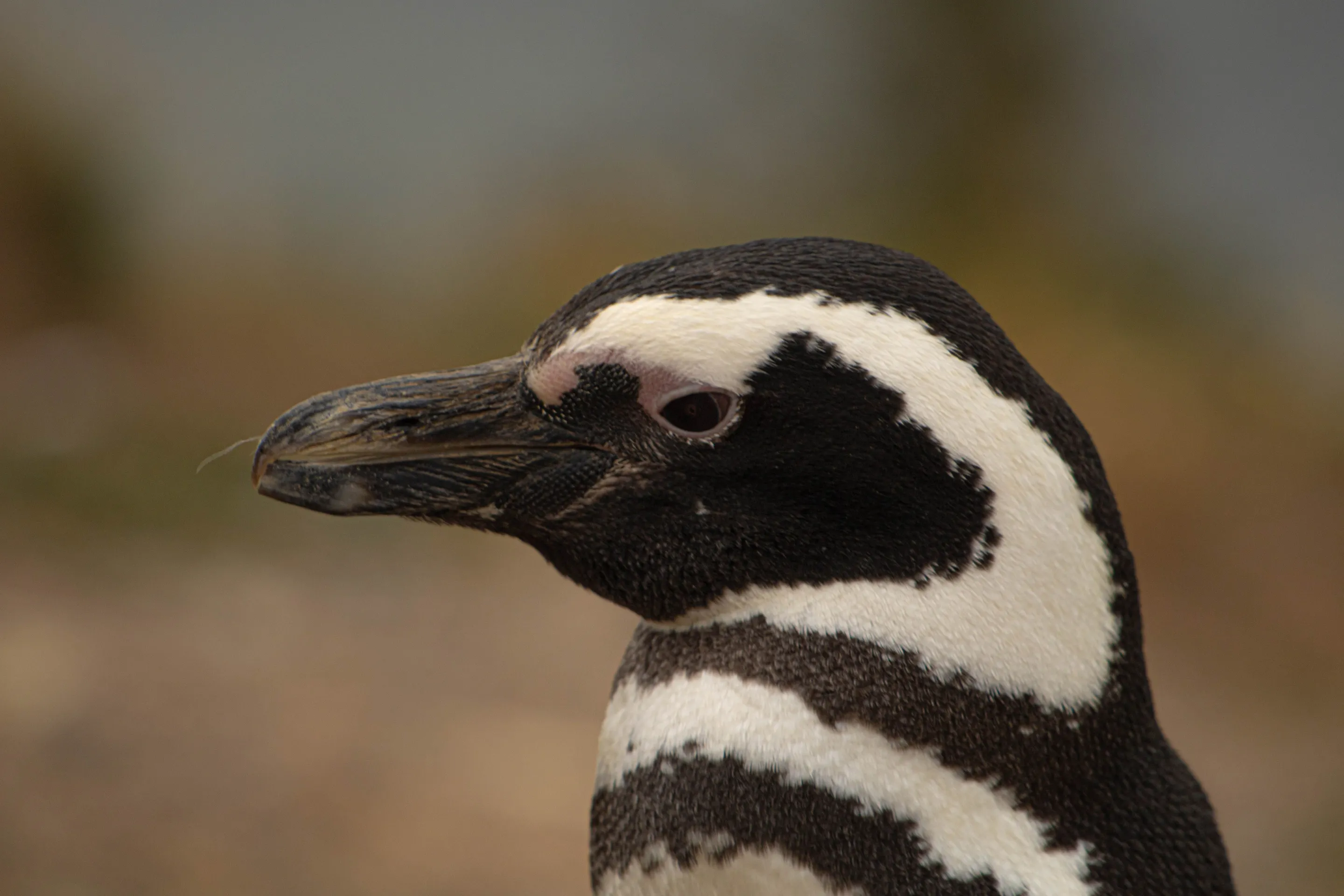 A penguin's head and plumage in close detail