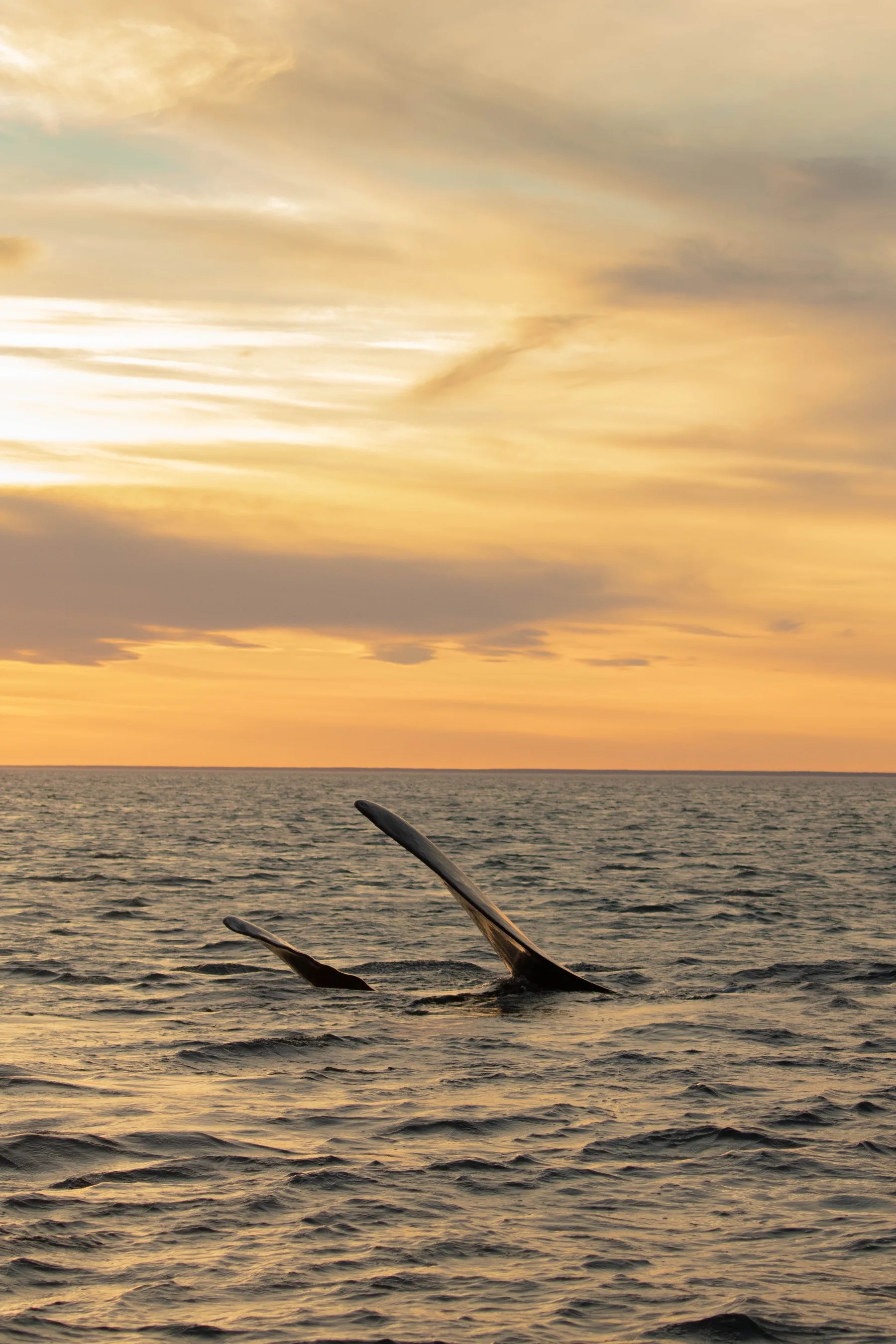 A whale breaking the surface in the water off Puerto Madryn
