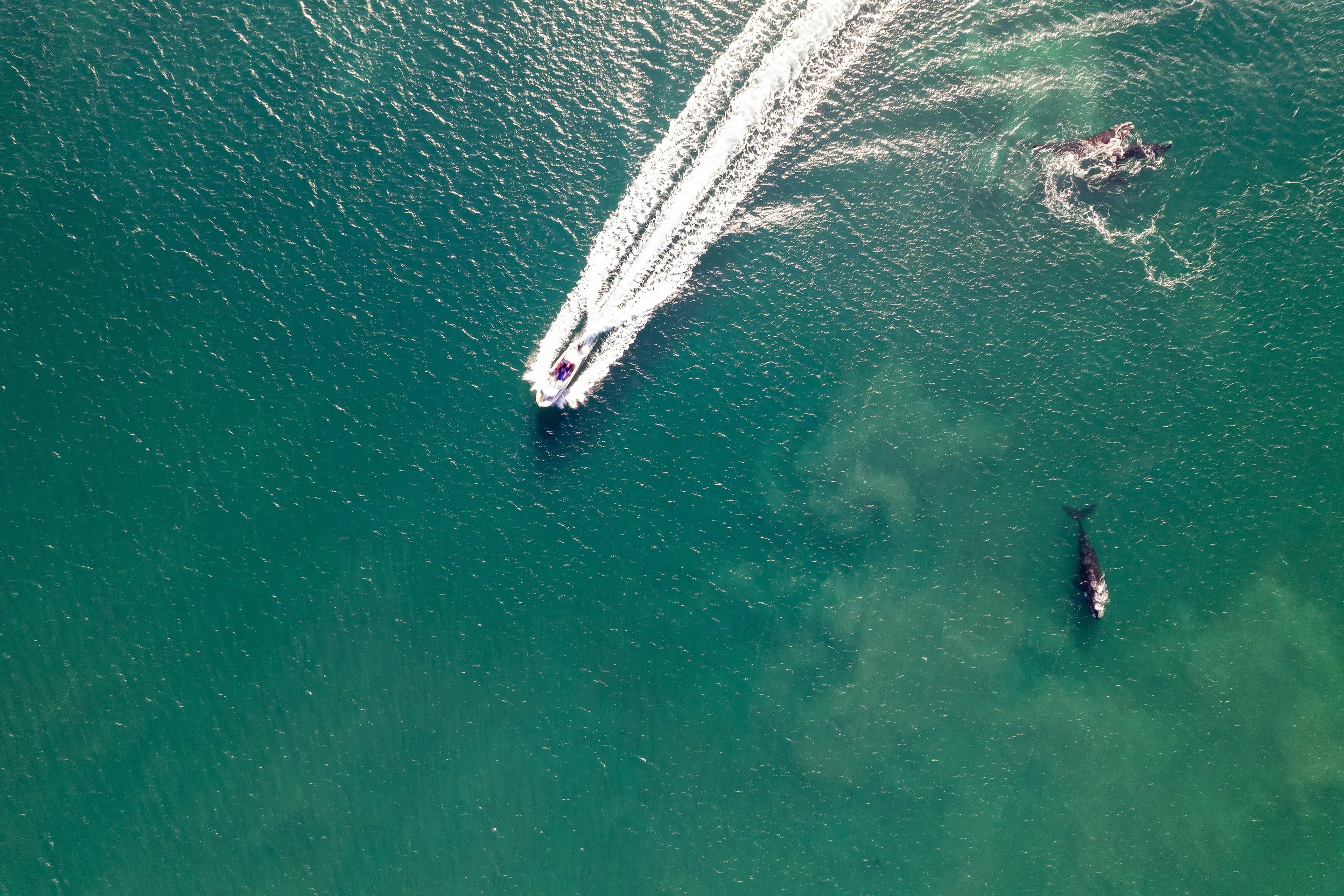 An aerial view of a boat and whales in the blue water of Golfo Nuevo