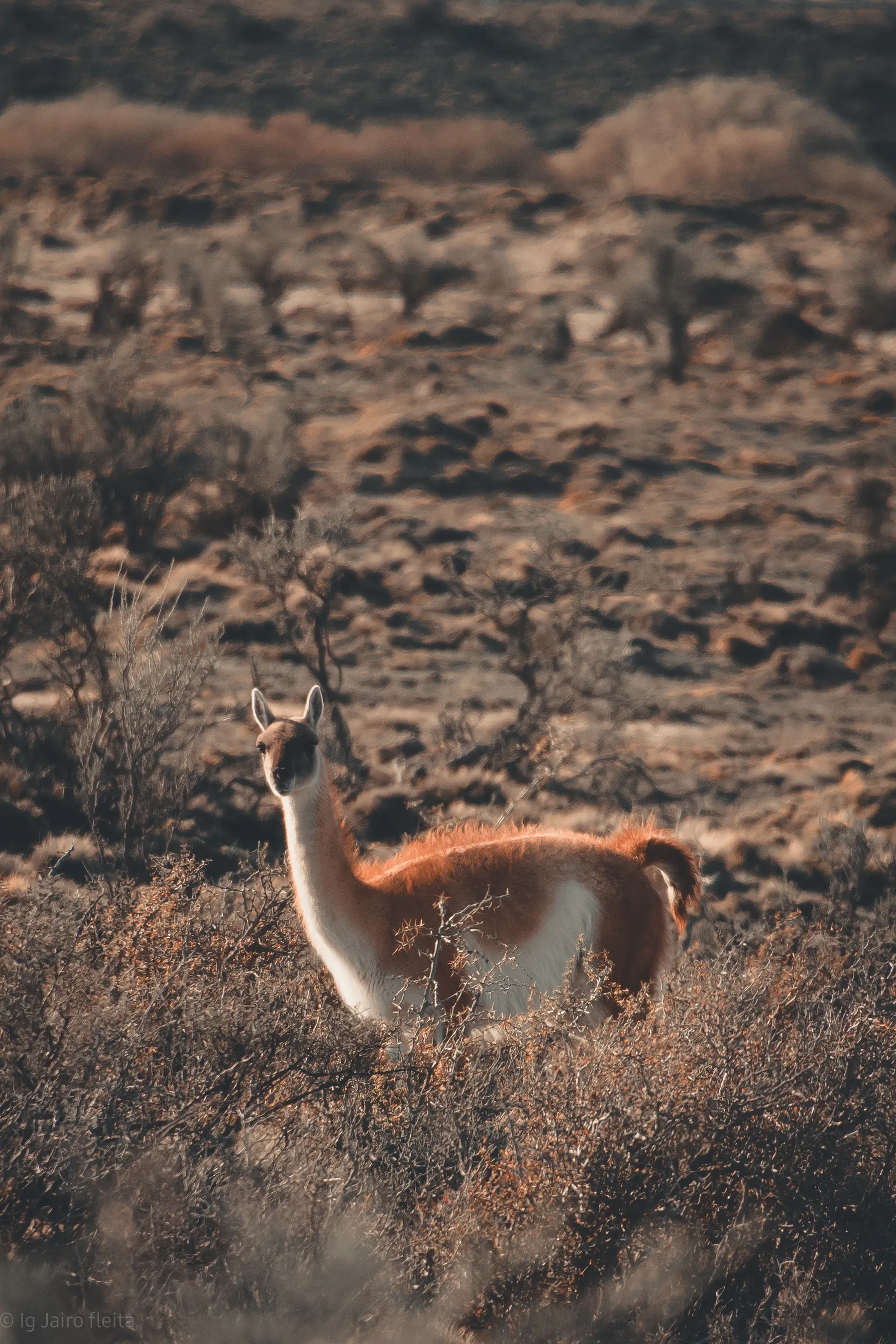 A guanaco standing in the open country of Santa Cruz