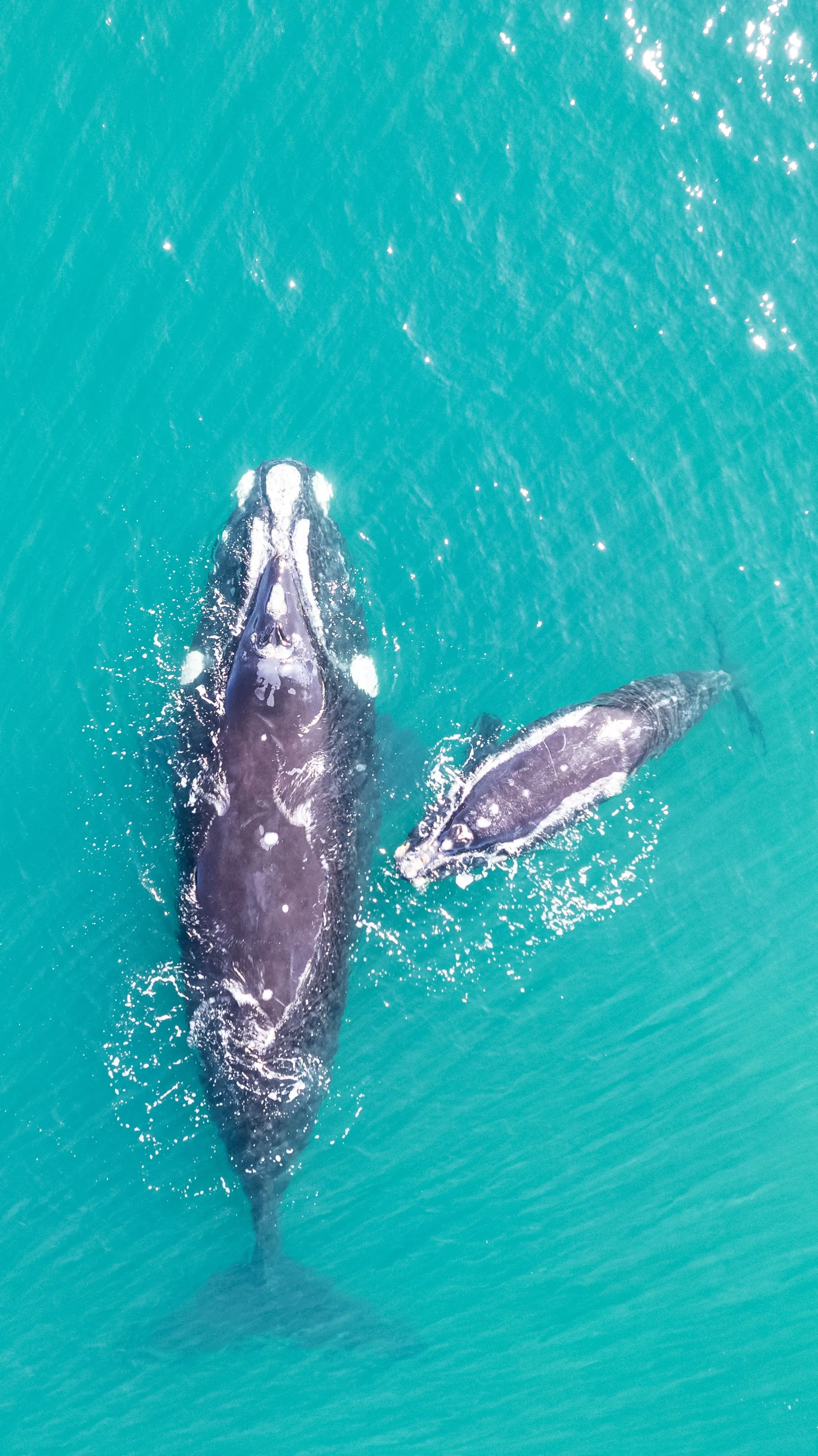 Whales swimming through turquoise water off Puerto Madryn.
