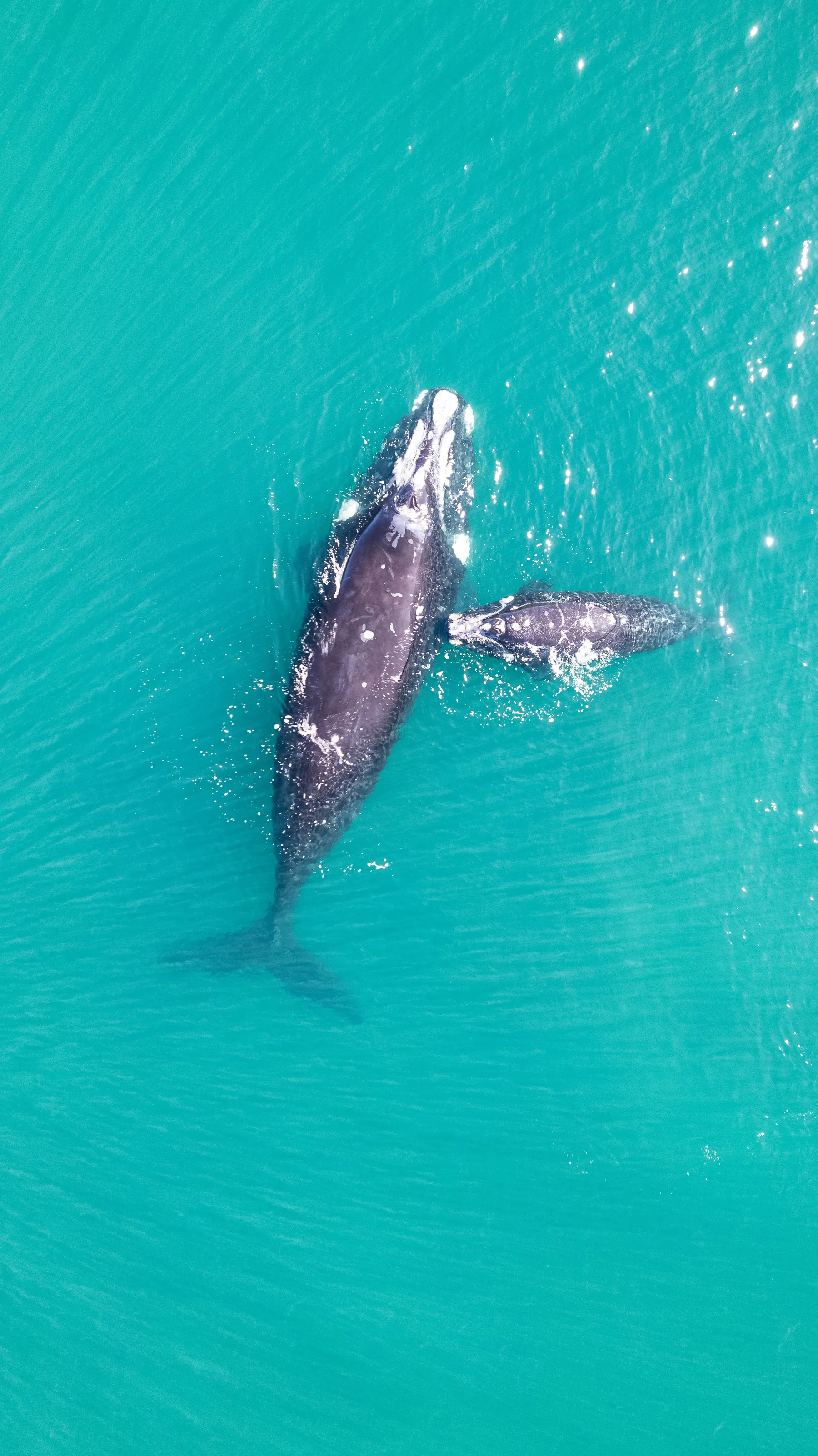 A whale and calf seen from above in the gulf's clear water.