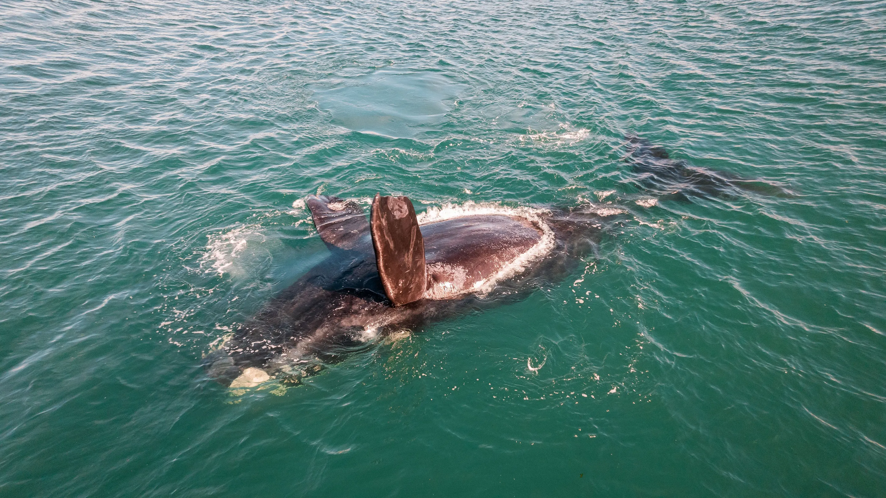 A southern right whale beneath clear coastal water