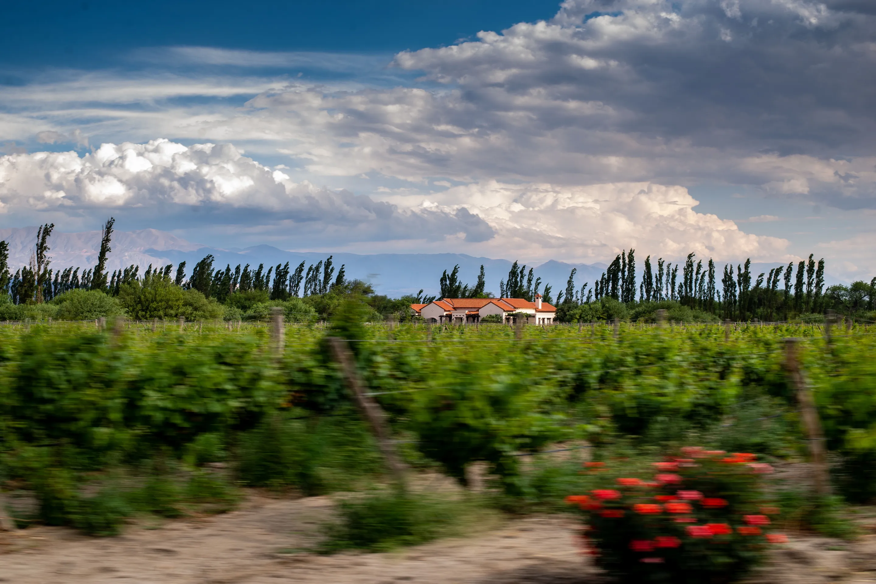 Green vineyard rows beneath a dramatic sky in Cafayate