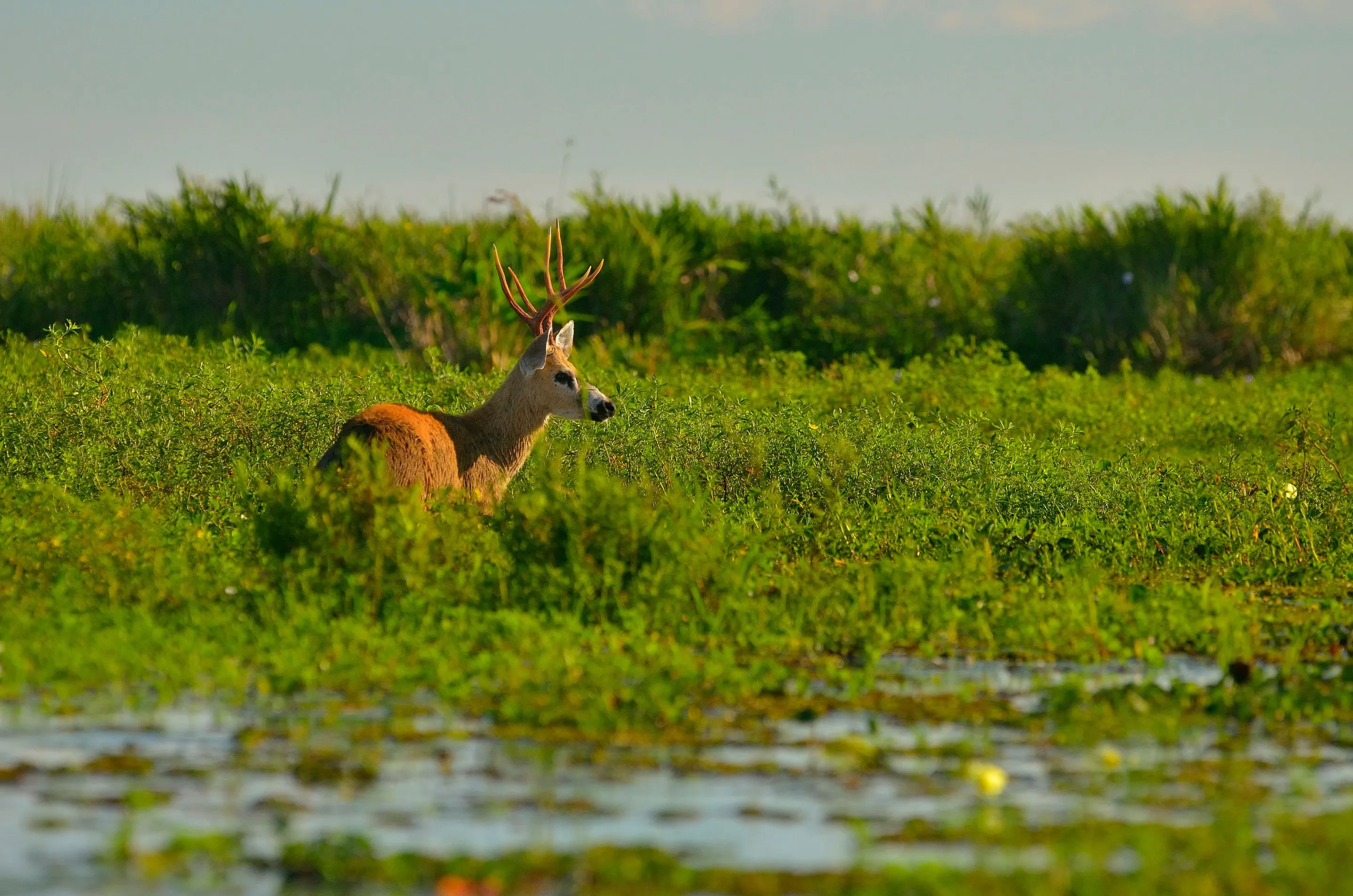 A deer with antlers standing among the waterside grasses near Carlos Pellegrini