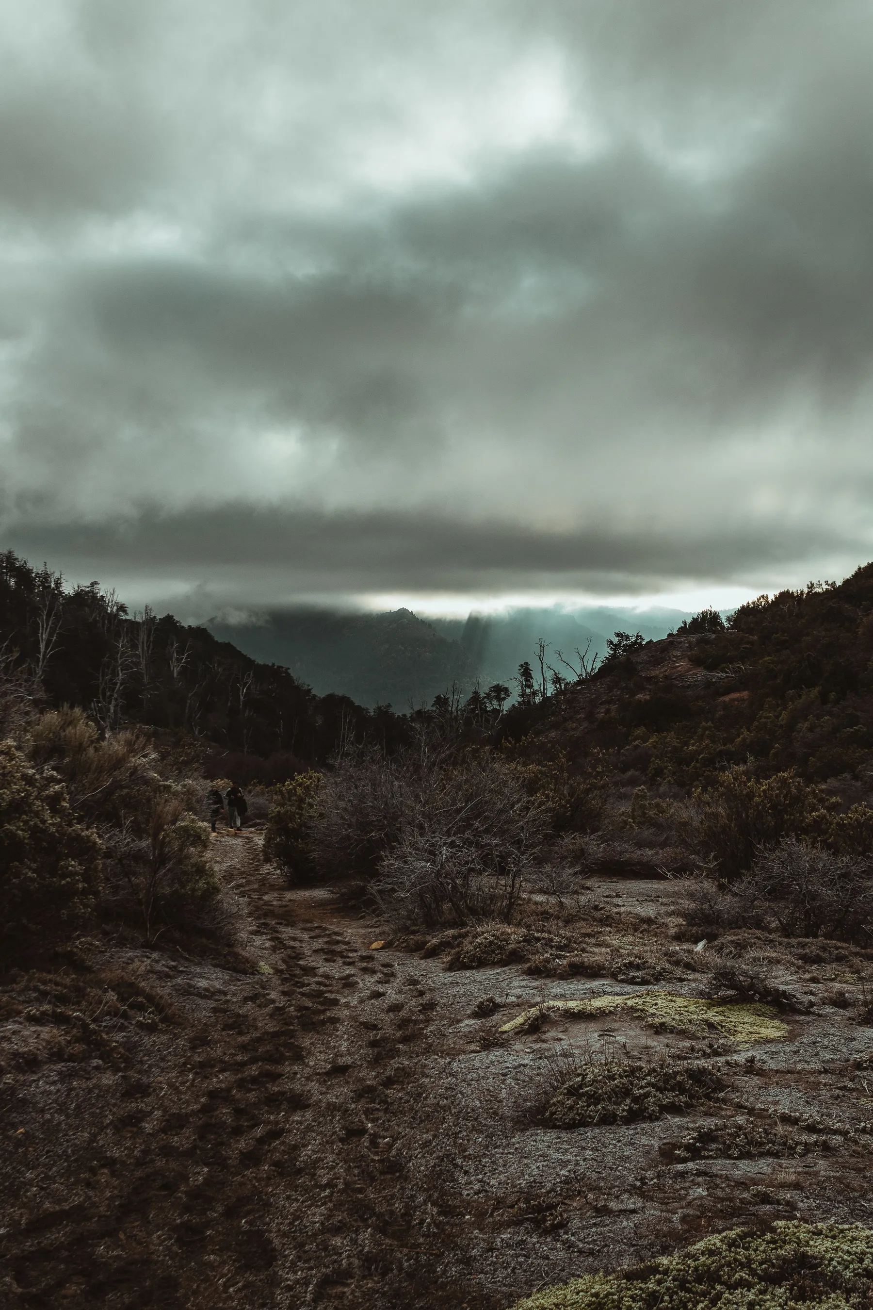Low cloud over a dense forest in Bariloche.