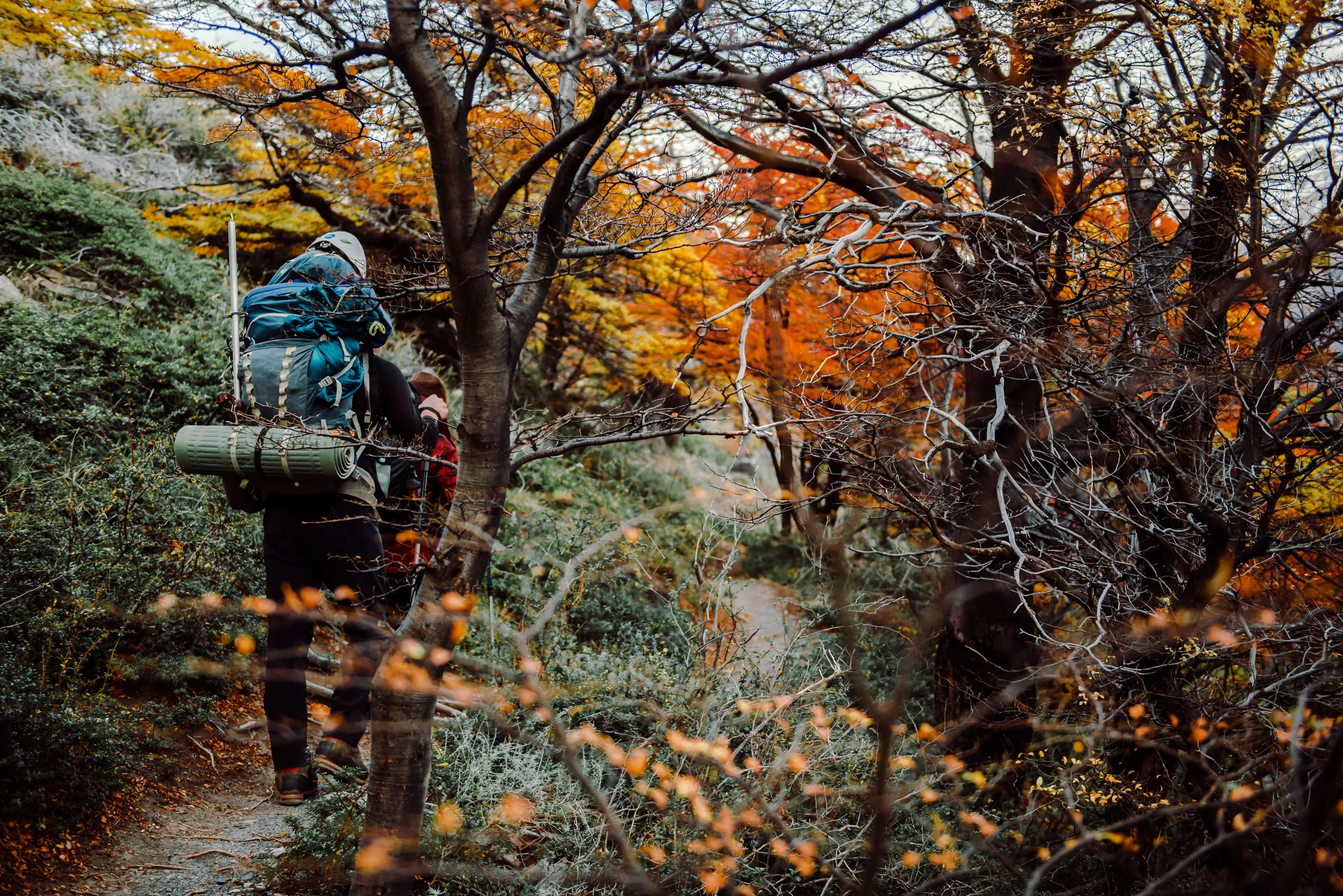 Backpackers walking through autumn forest near El Chaltén