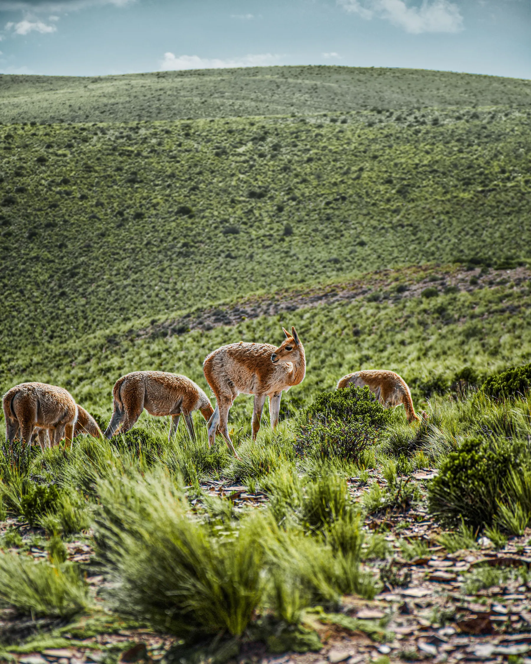 Vicuñas grazing in the highland country around Humahuaca