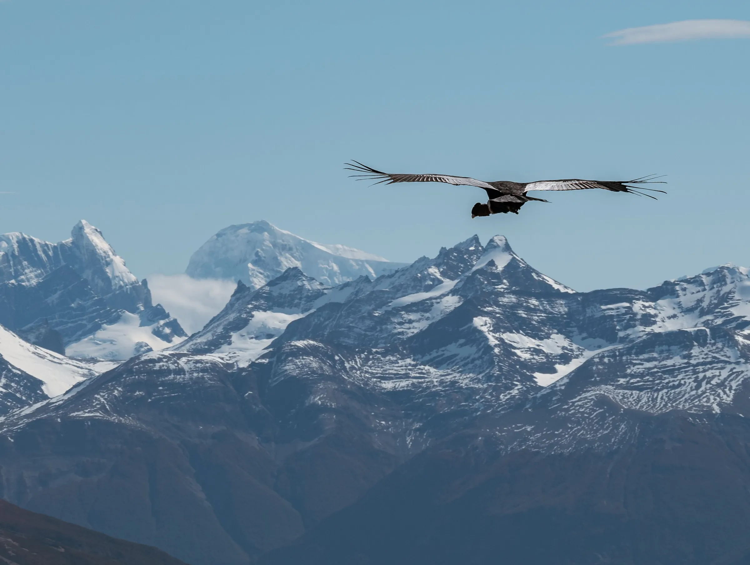 An Andean condor above snow-capped Patagonian mountains.