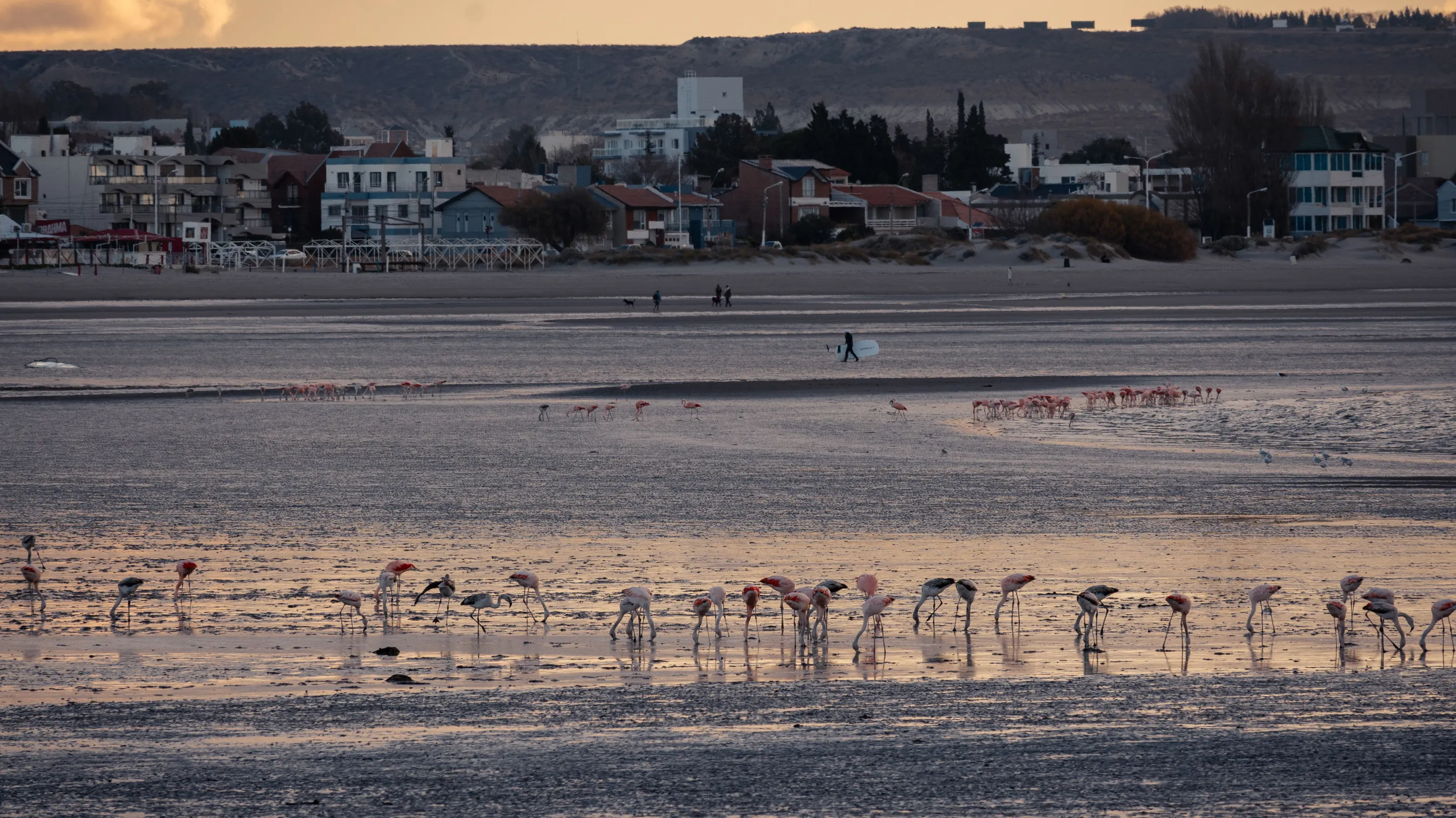 Flamingos feeding along the coast in warm evening light.