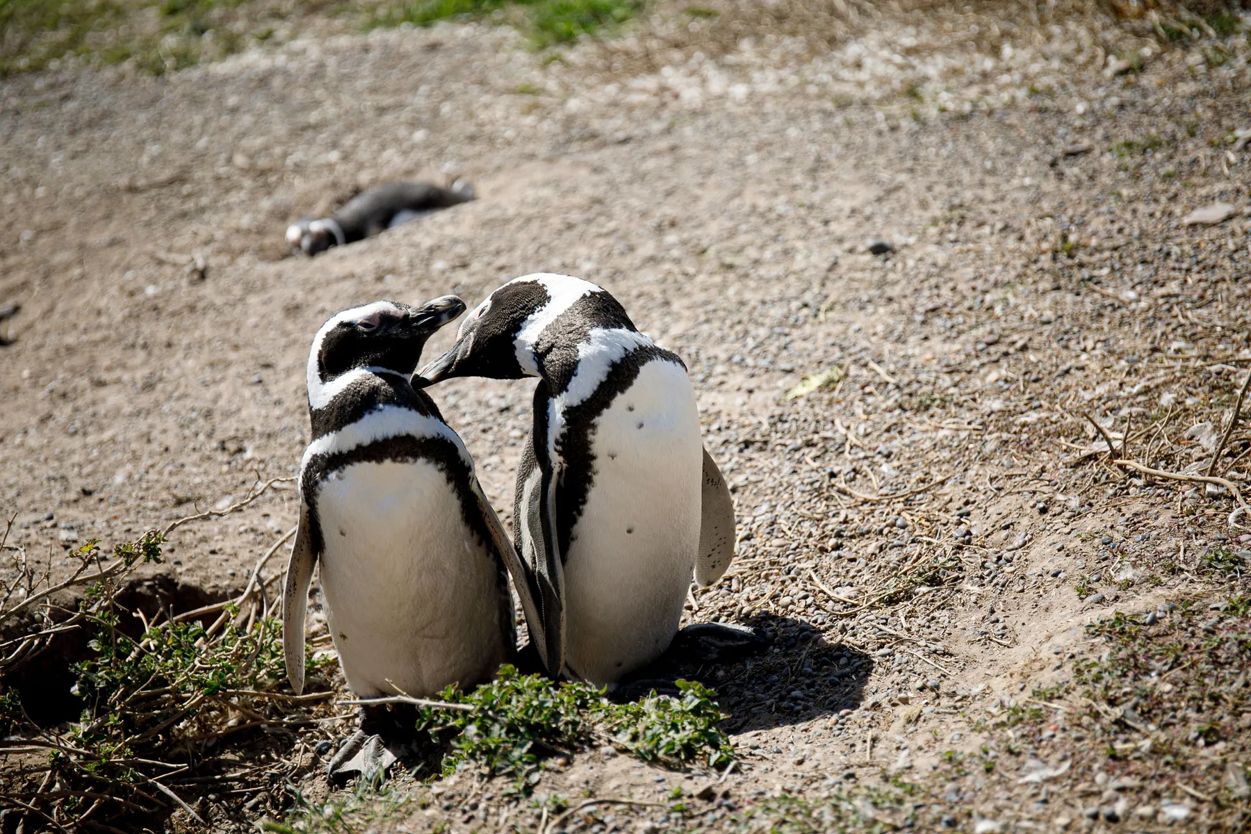 Two penguins in their coastal habitat in Chubut