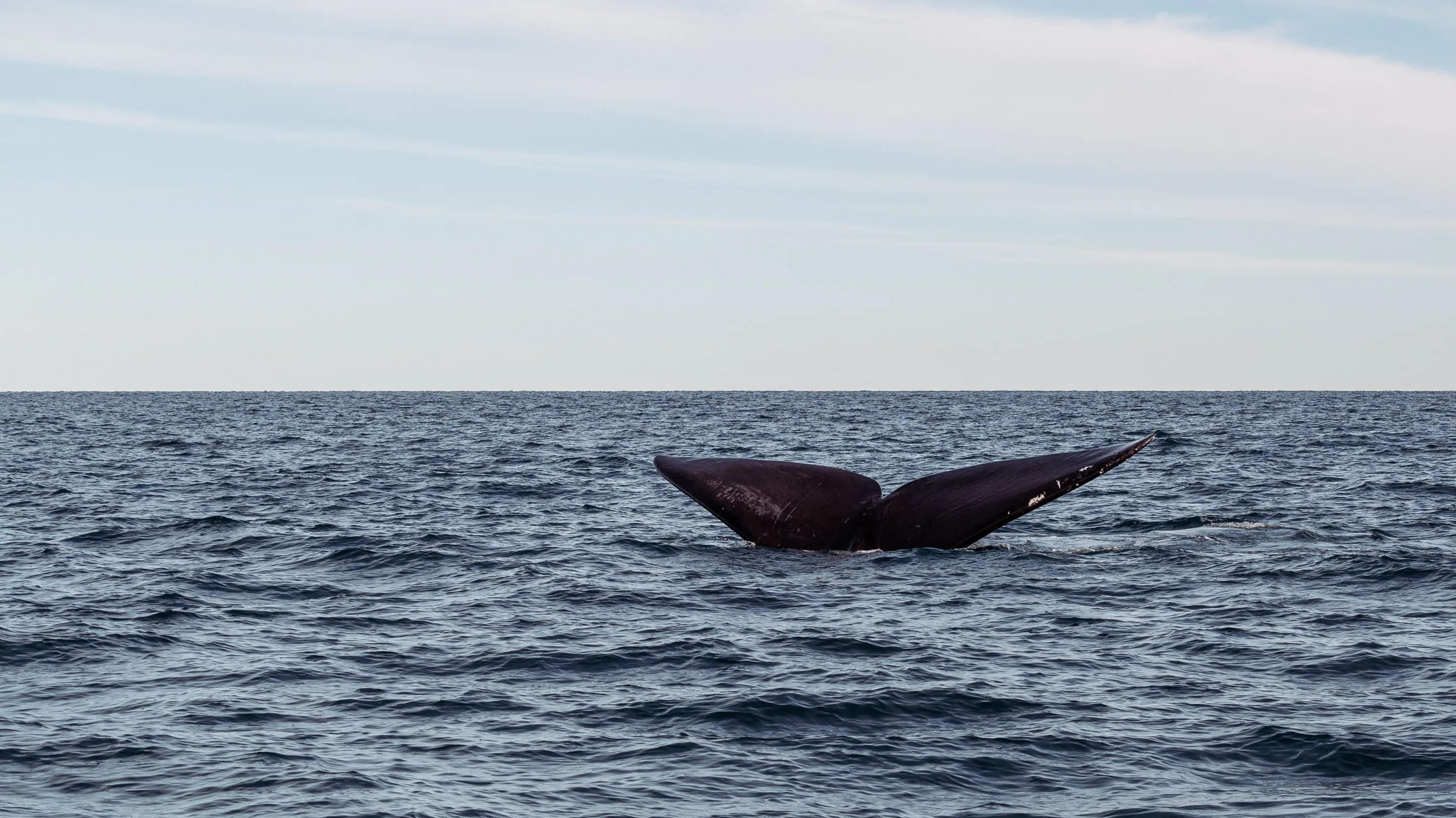 A whale's tail rising above the ocean in Argentina
