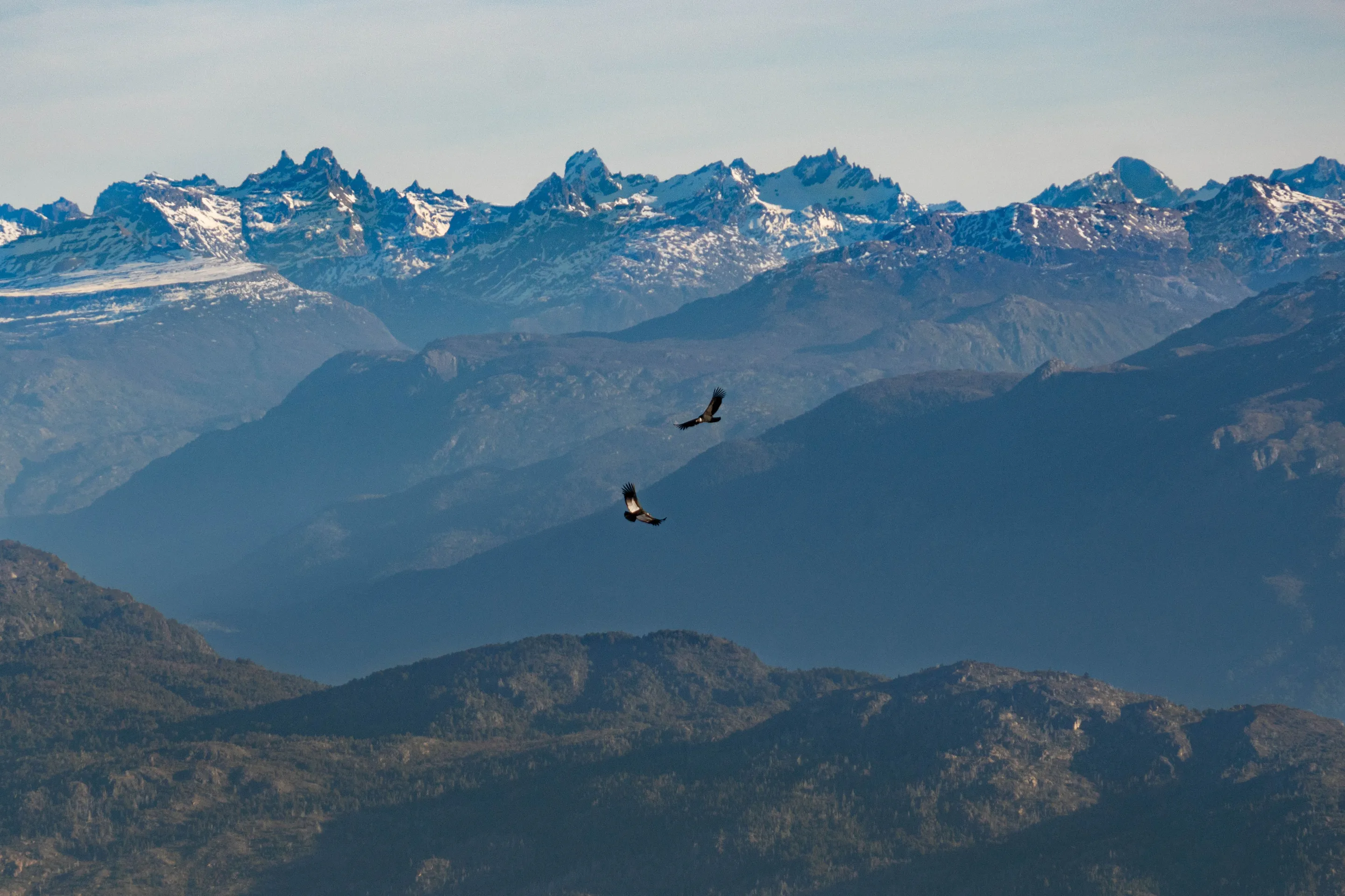 Birds flying above a rugged snowy mountain ridge near El Bolsón