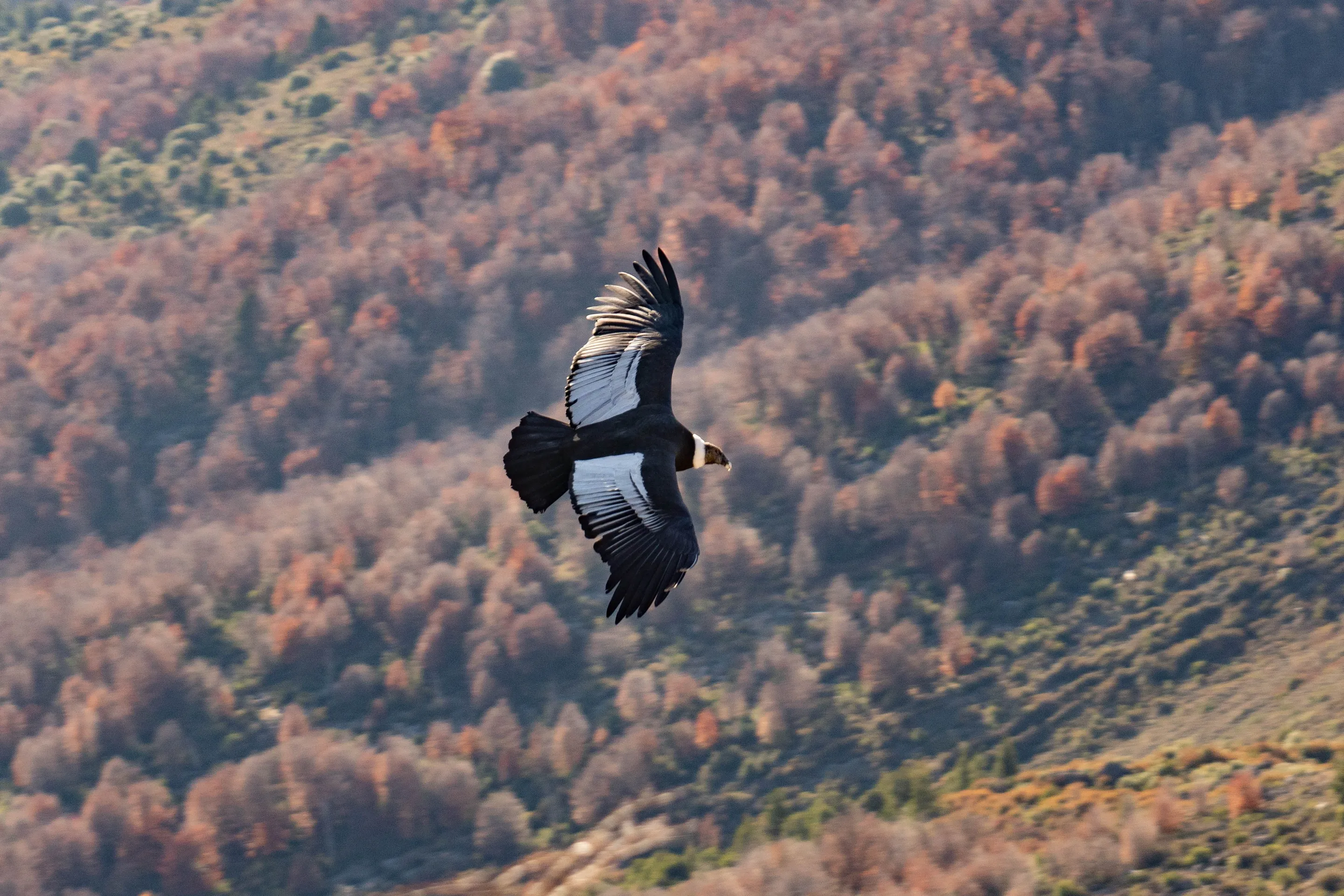 An Andean condor flying above an autumn forest.