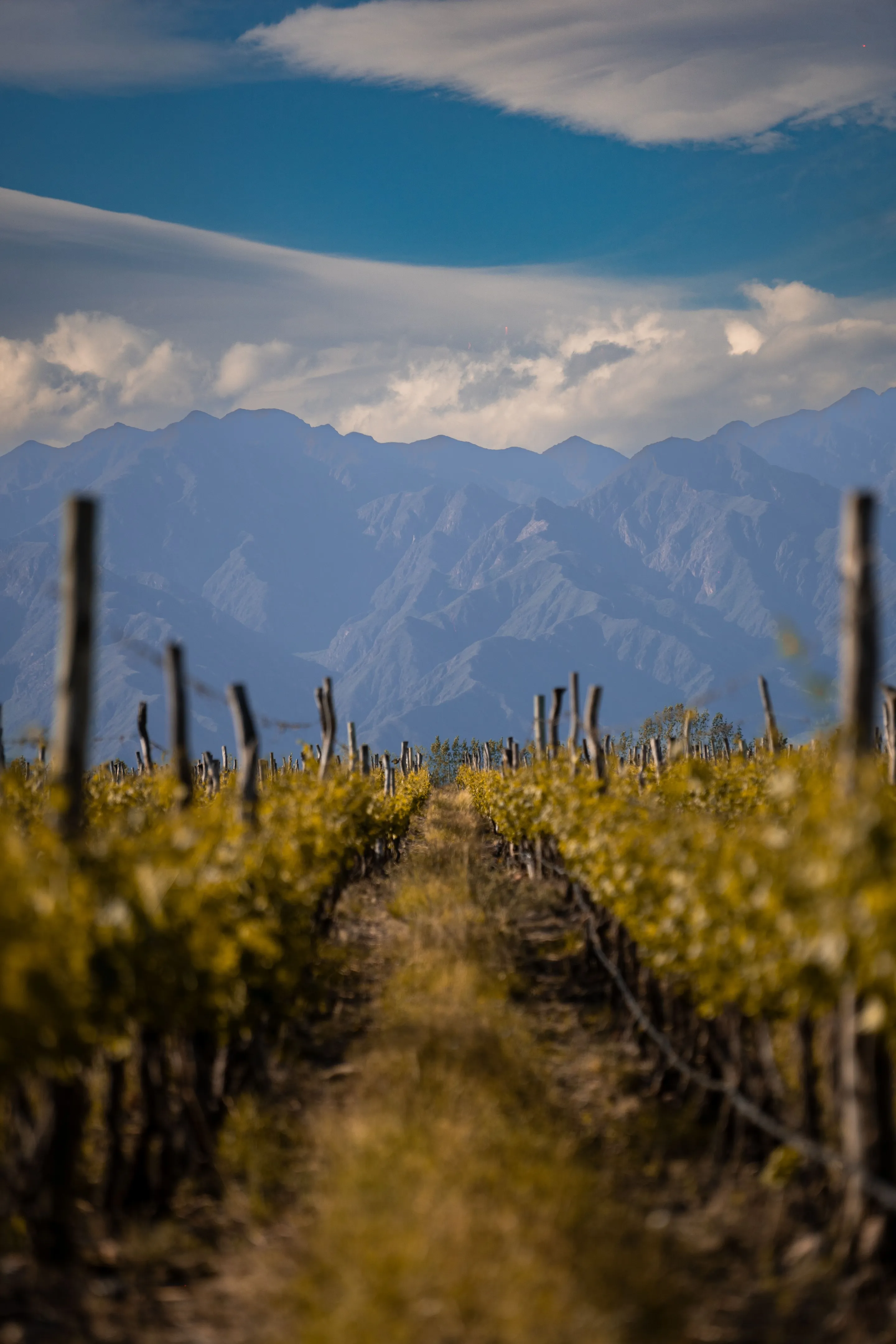 Vineyard rows and mountain scenery in Mendoza.