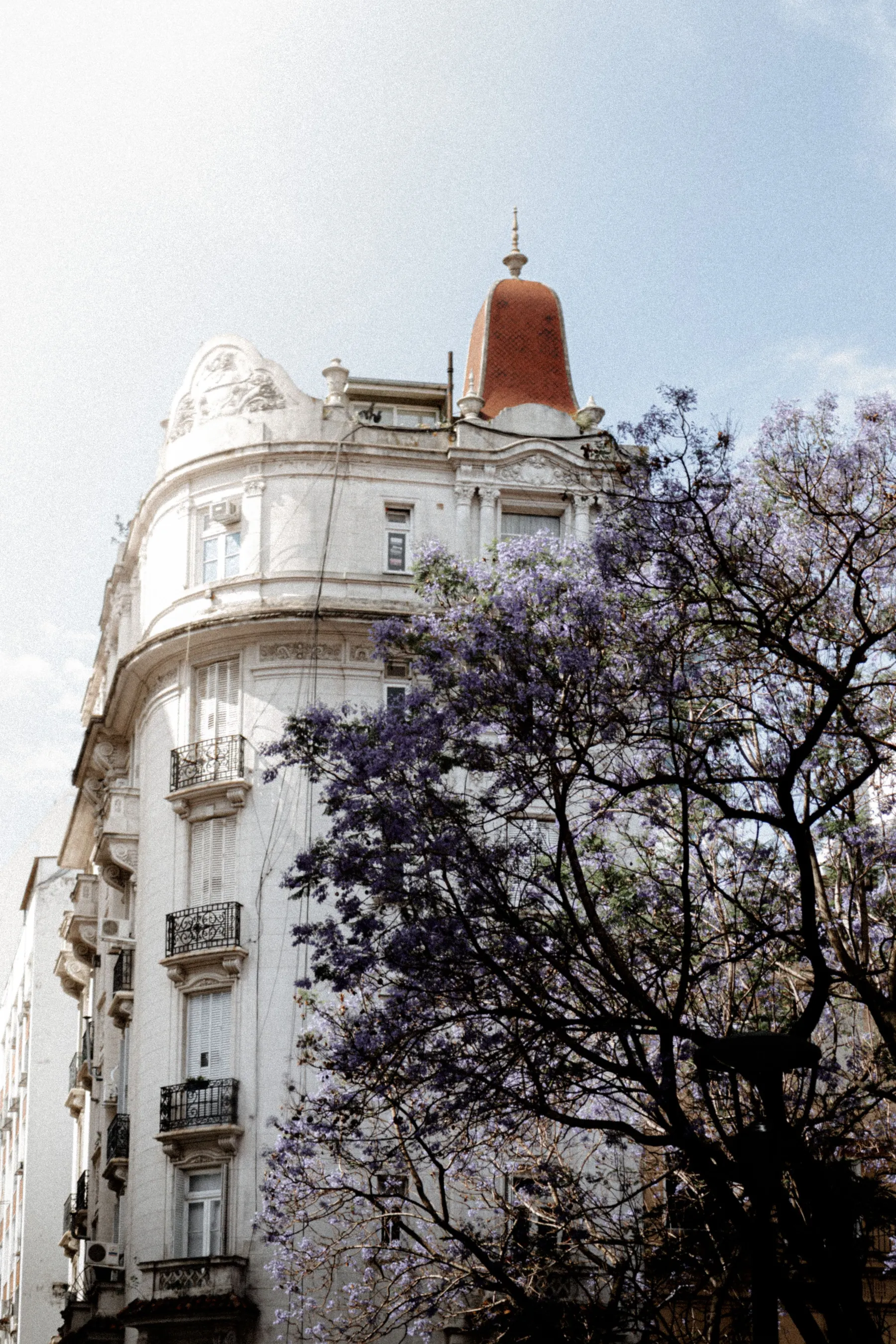 Jacaranda blossom framing a historic Buenos Aires building.