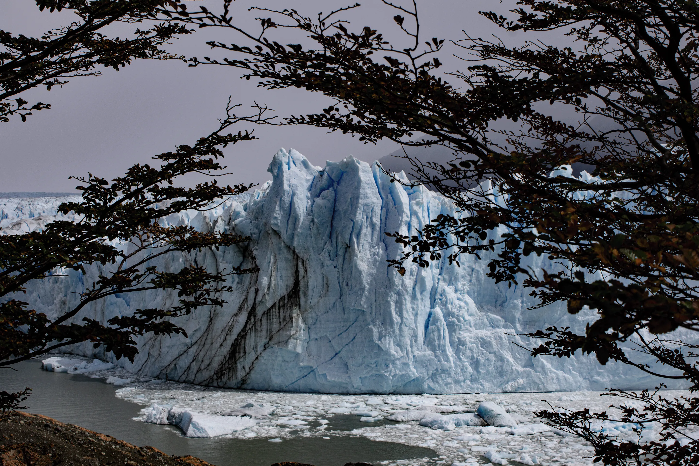 The glacier seen through foreground branches