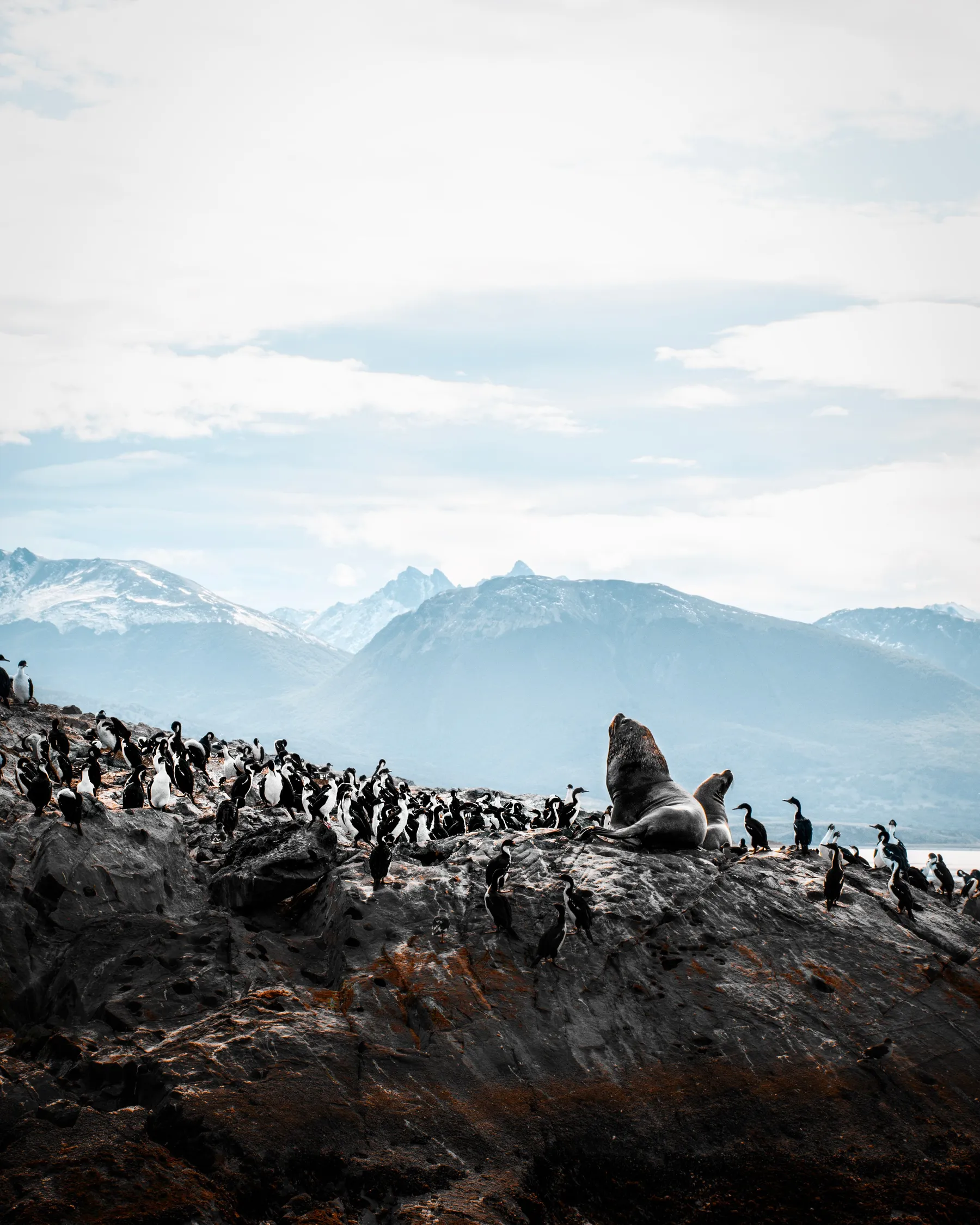 Sea lions and coastal birds together on a rocky Beagle Channel island.
