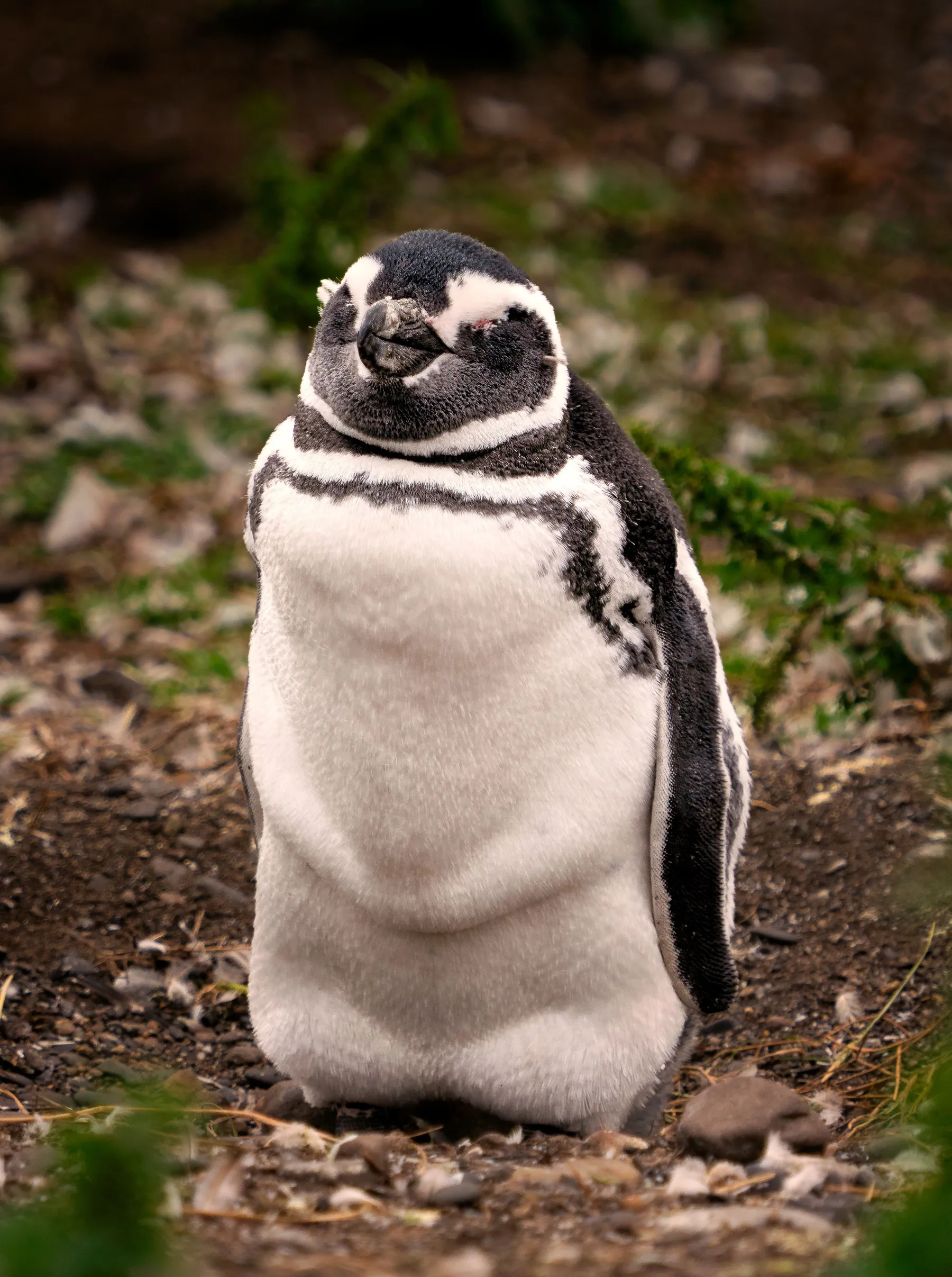 A close portrait of a Magellanic penguin.