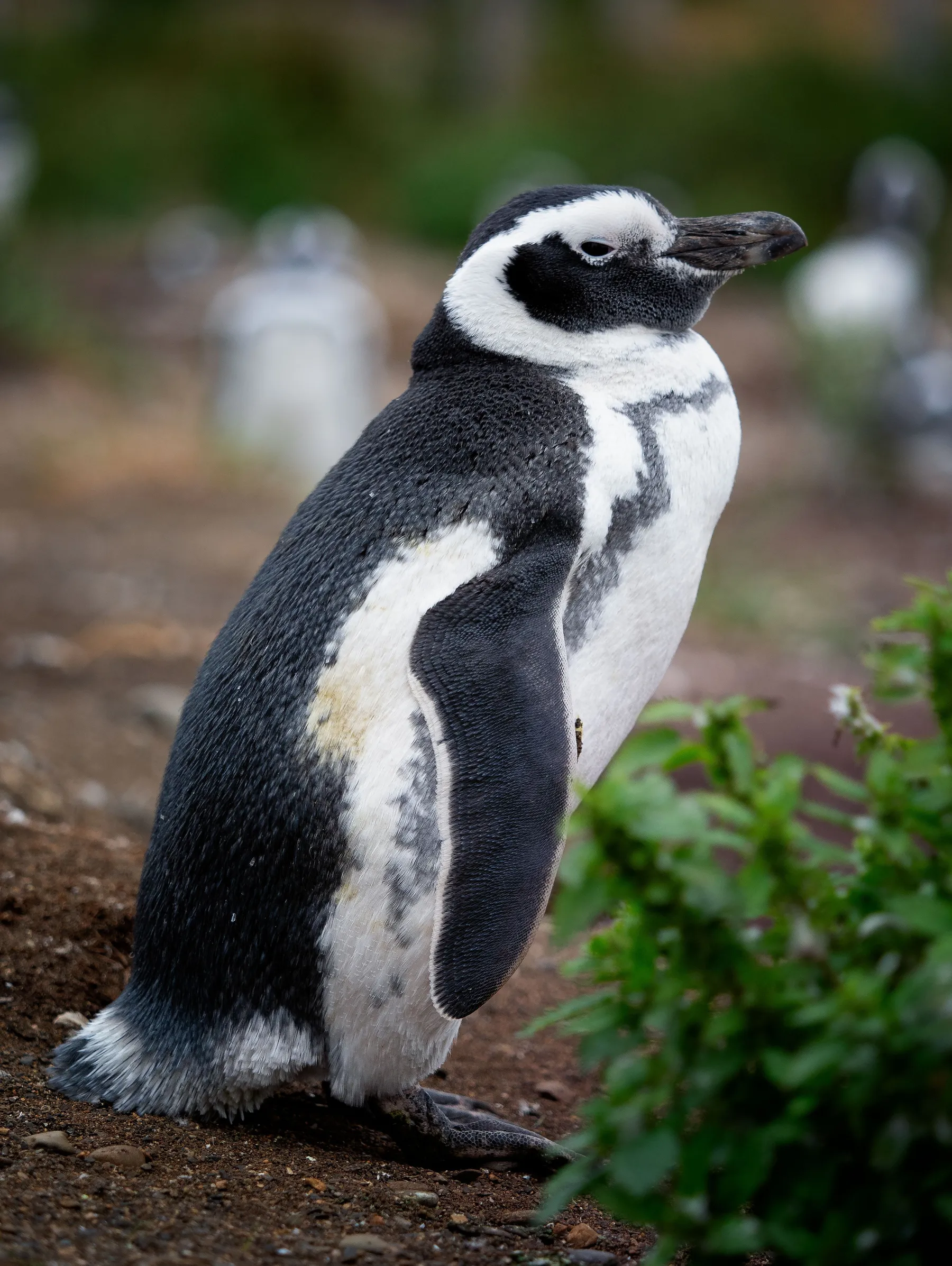 A Magellanic penguin beside water in Tierra del Fuego