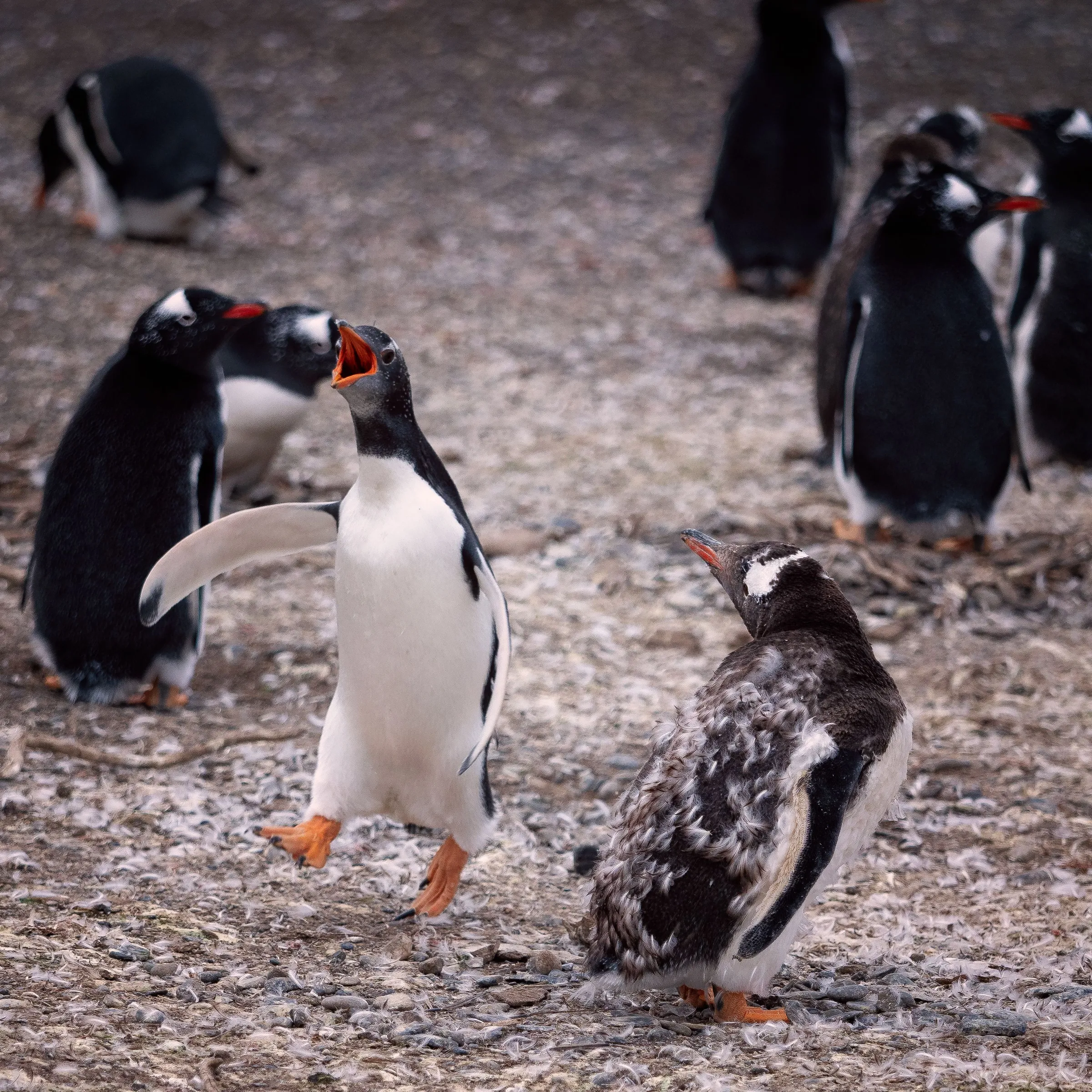 Gentoo penguins together on a pebbled shore.