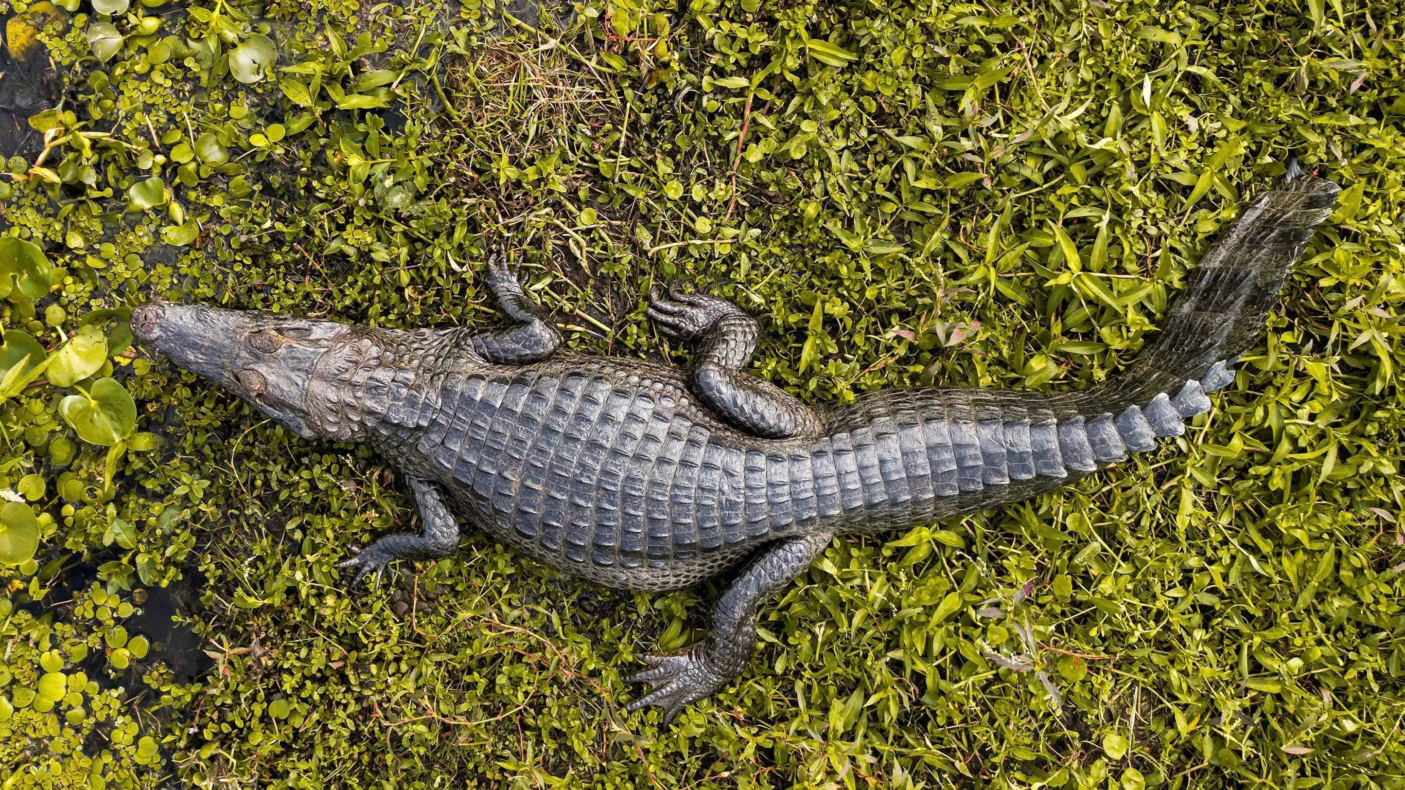 A yacaré seen from above among water and wetland plants