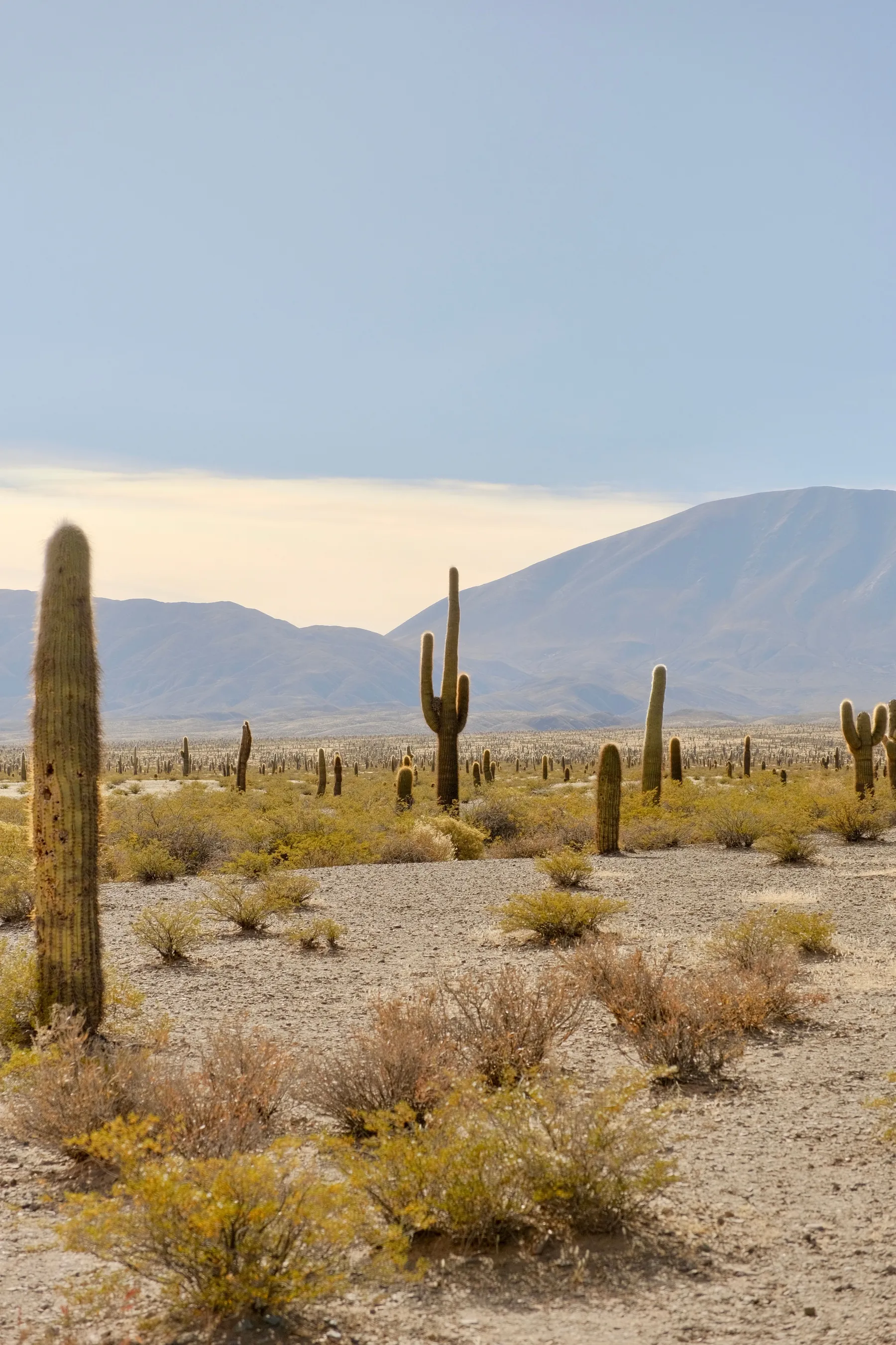 Cardón cacti and dry scrub beneath the mountains near Cachi