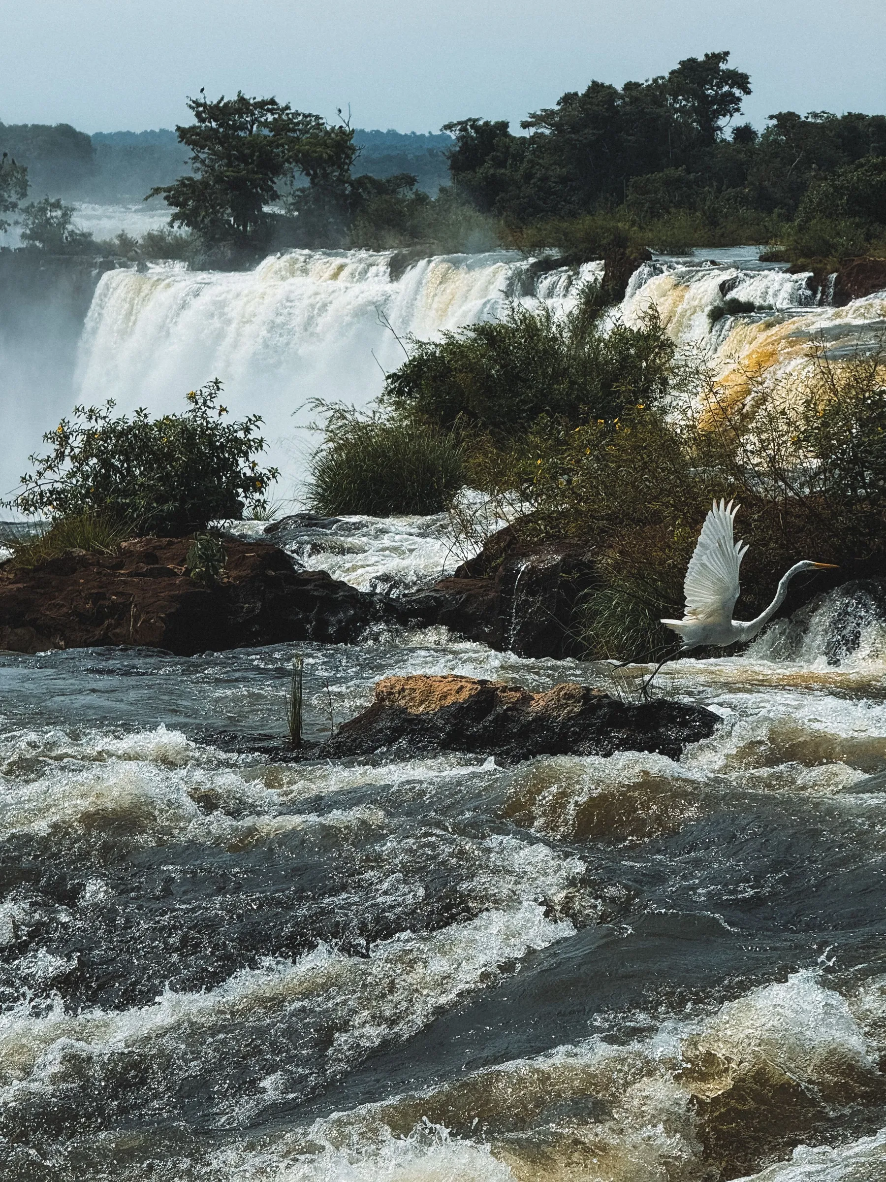 A bird flying across the waterfall landscape at Iguazú.