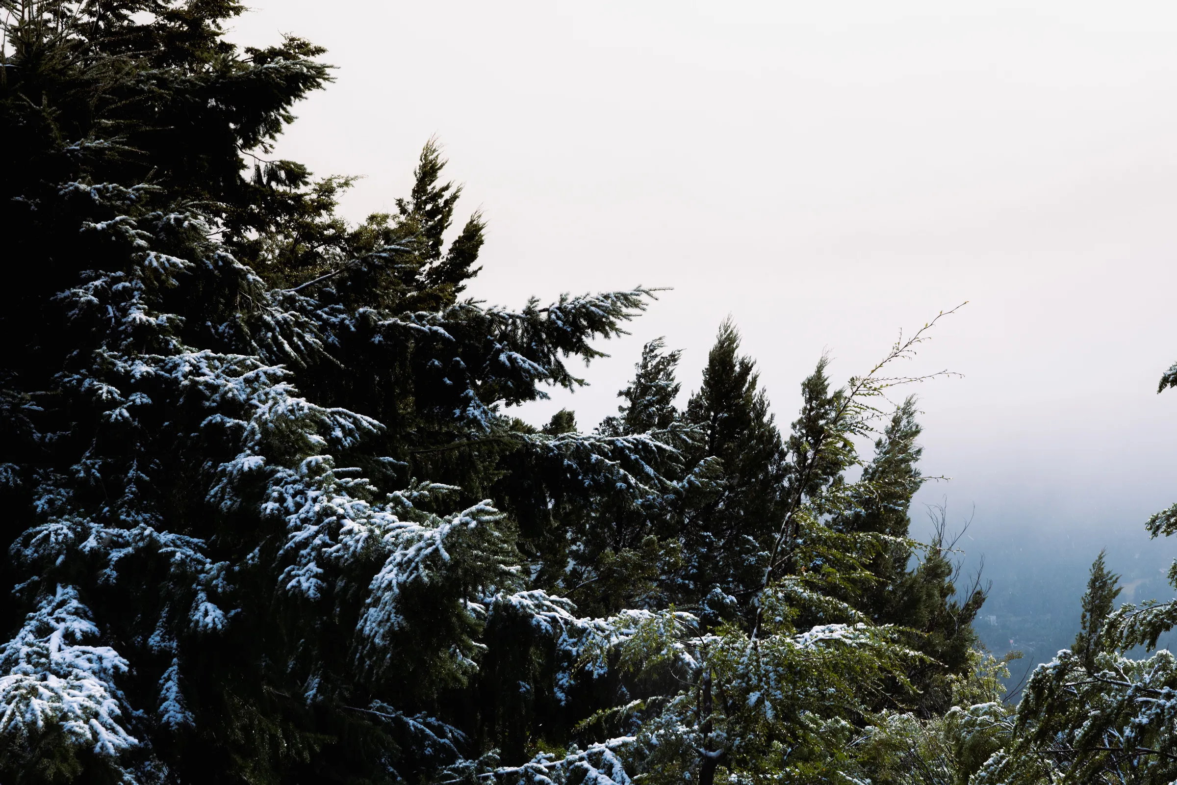 Snow-laden trees and misty mountain slopes near Bariloche