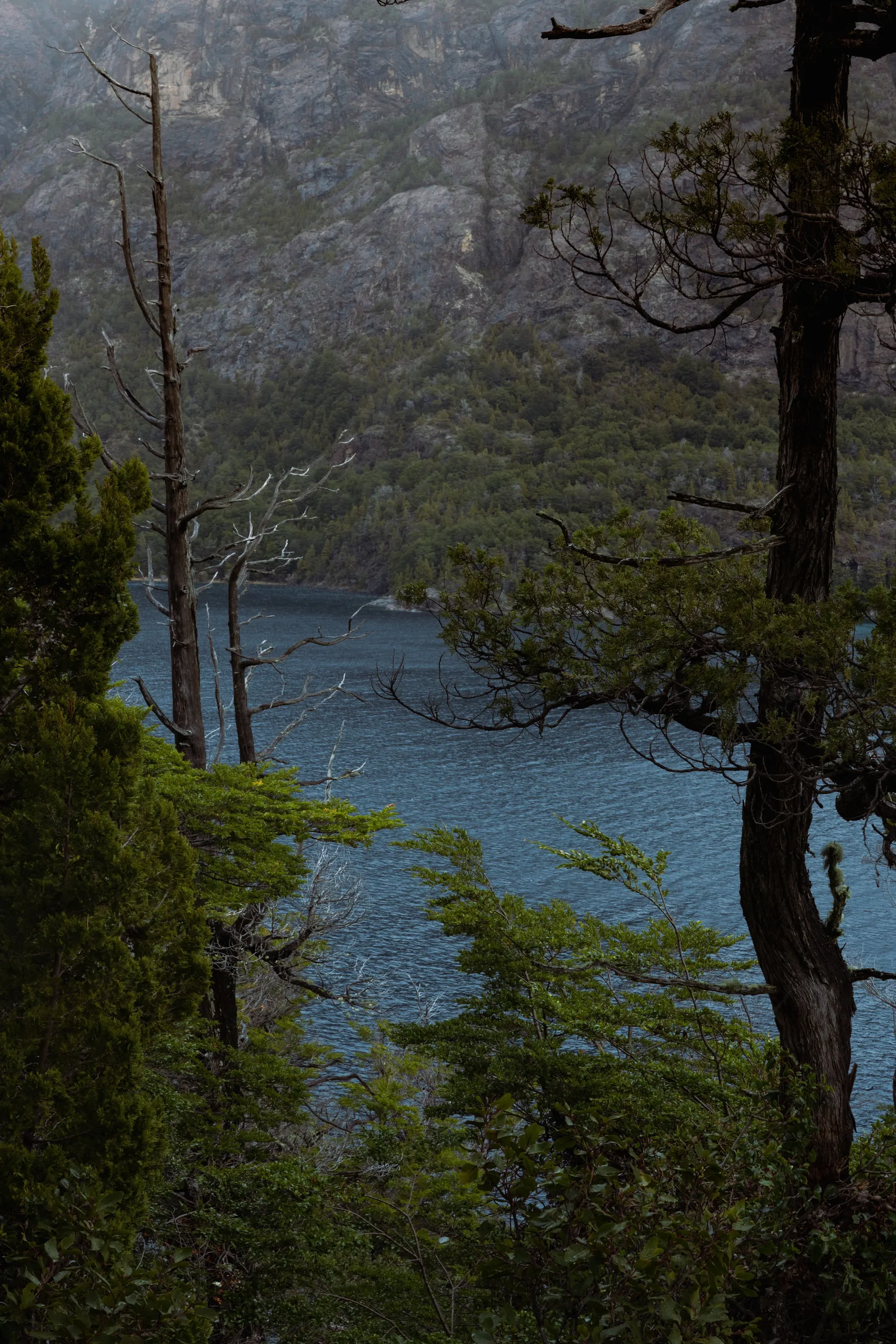 Dark forest surrounding still lake water near Bariloche