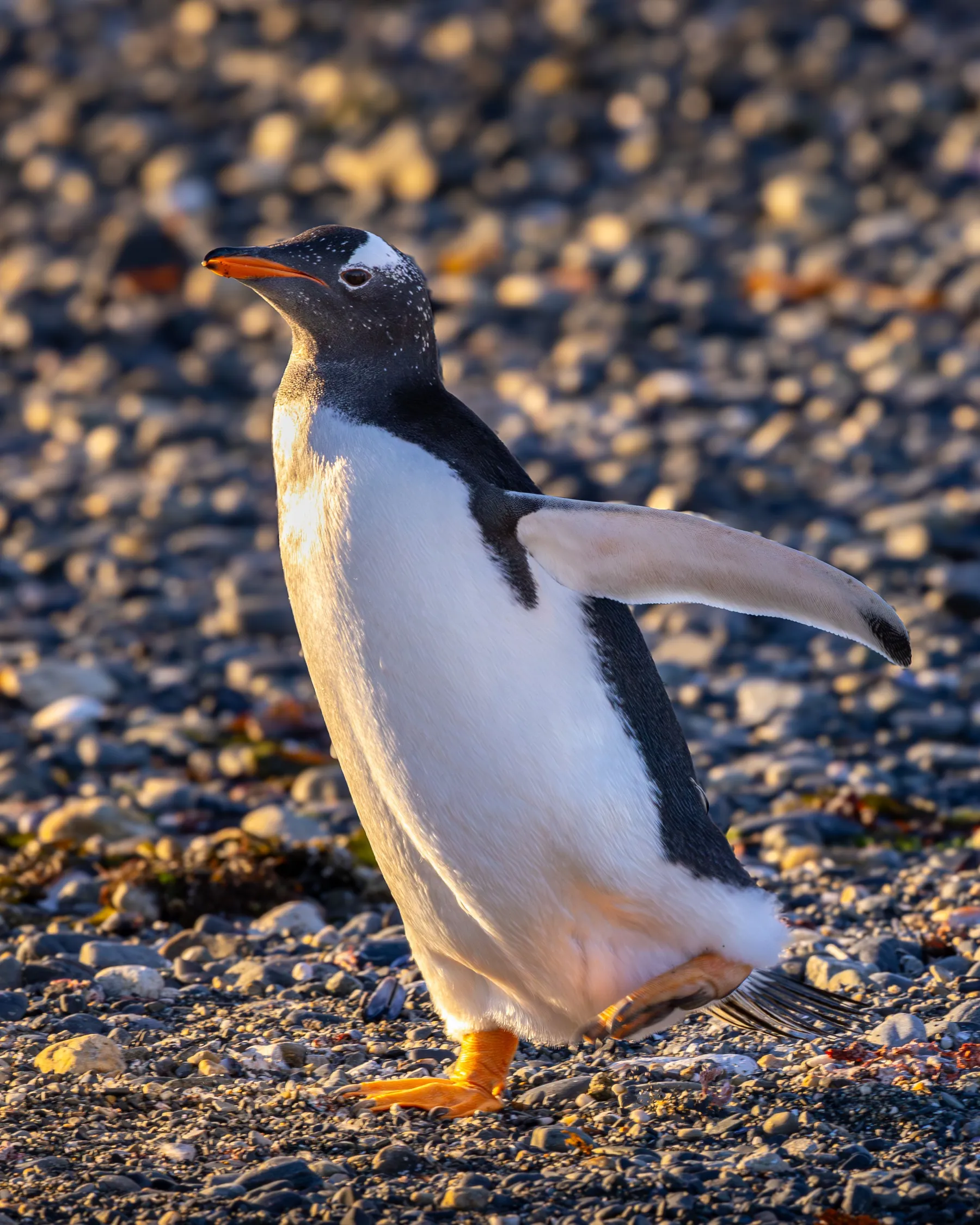A gentoo penguin in warm light on a stony shore.