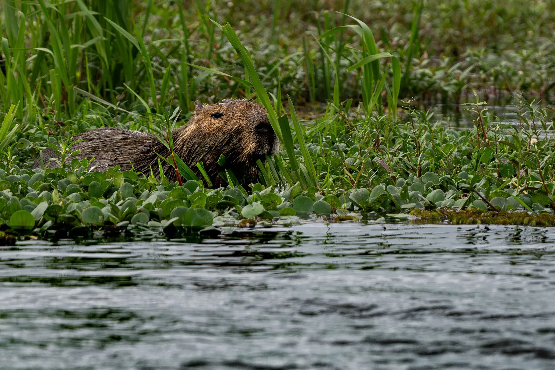 A capybara partly immersed in water among vivid green wetland plants