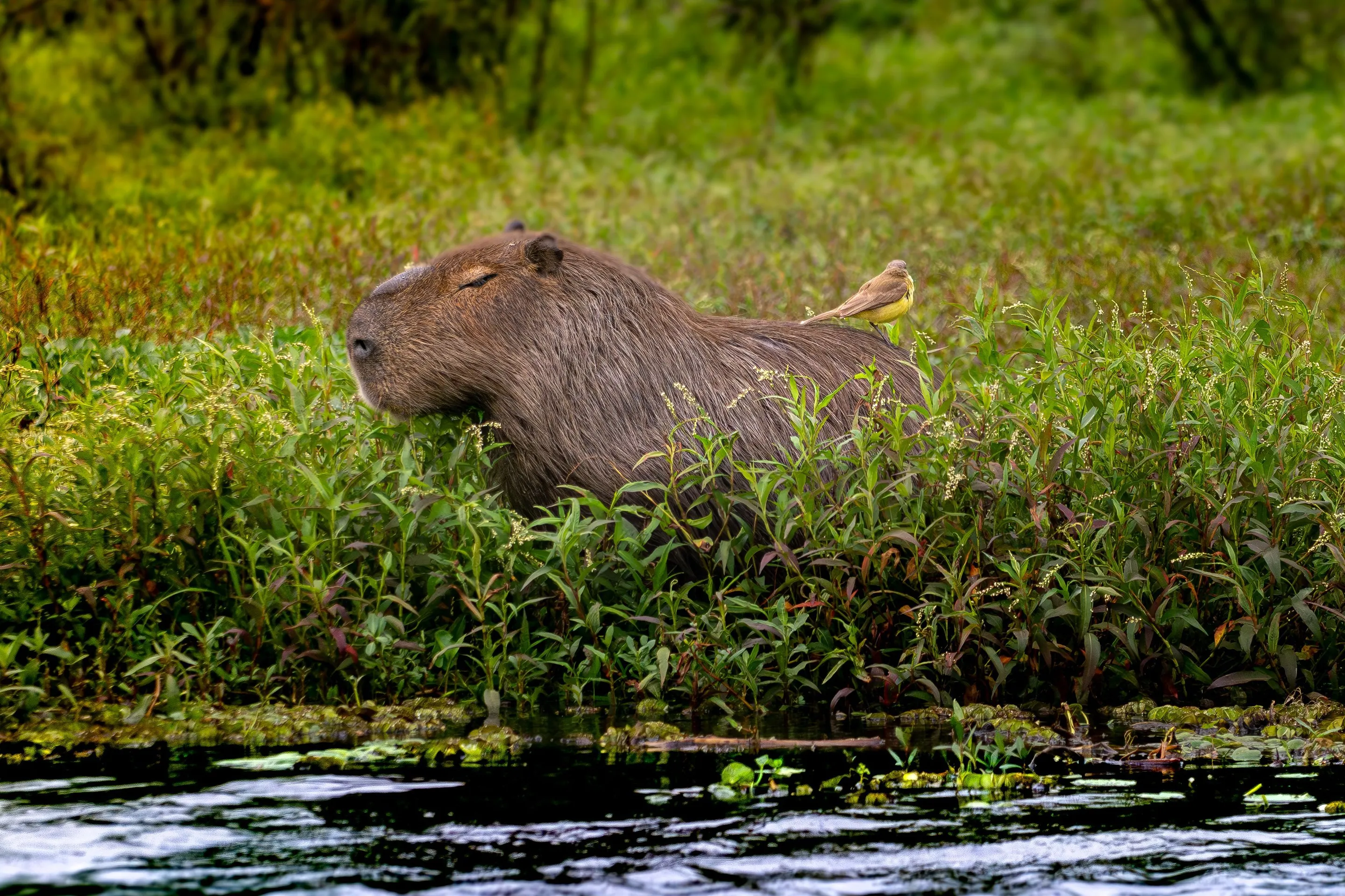 A capybara in wetland vegetation with a bird perched on its back.