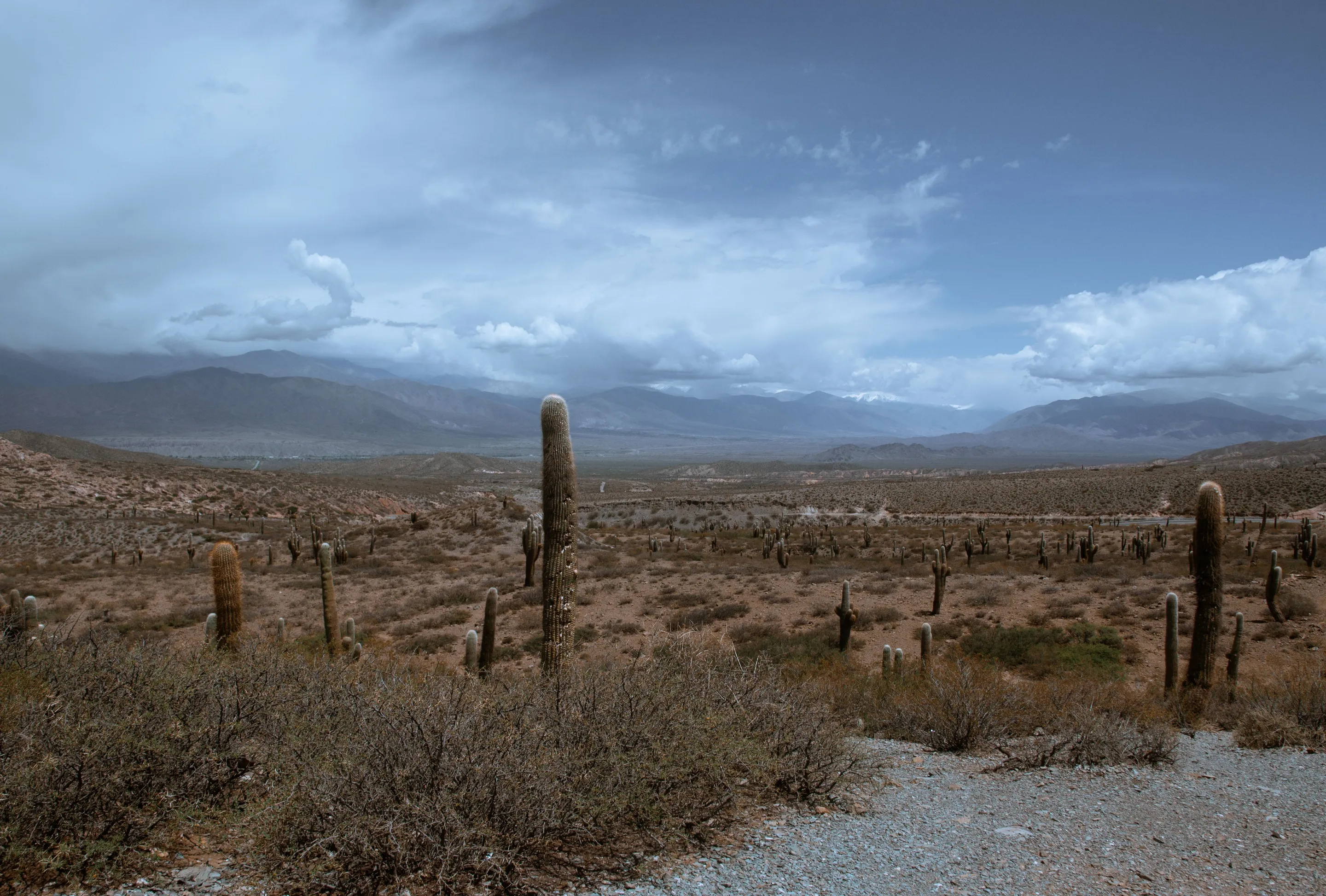 Cacti across a dry Salta landscape beneath a dramatic sky.