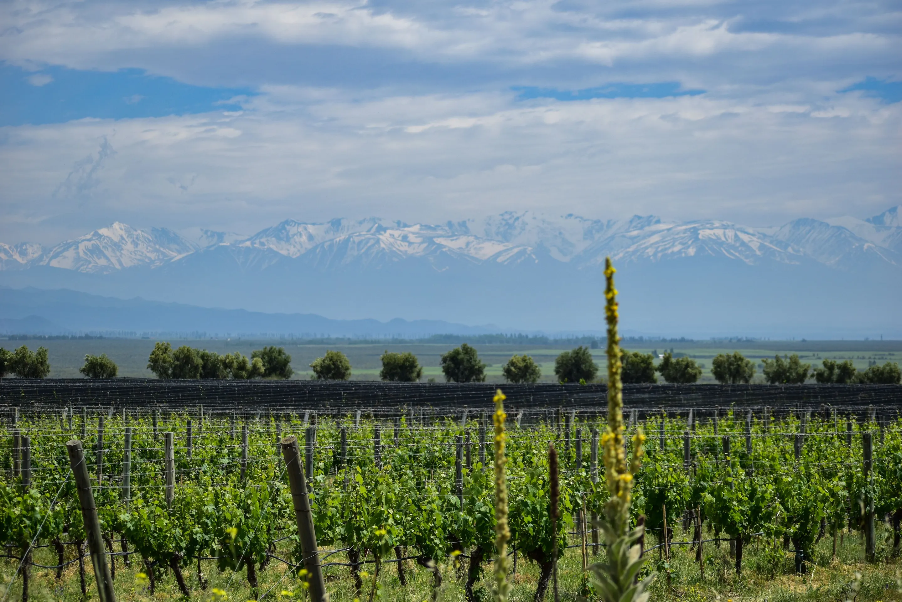 Vineyards in Tunuyán below the snow-capped Andes