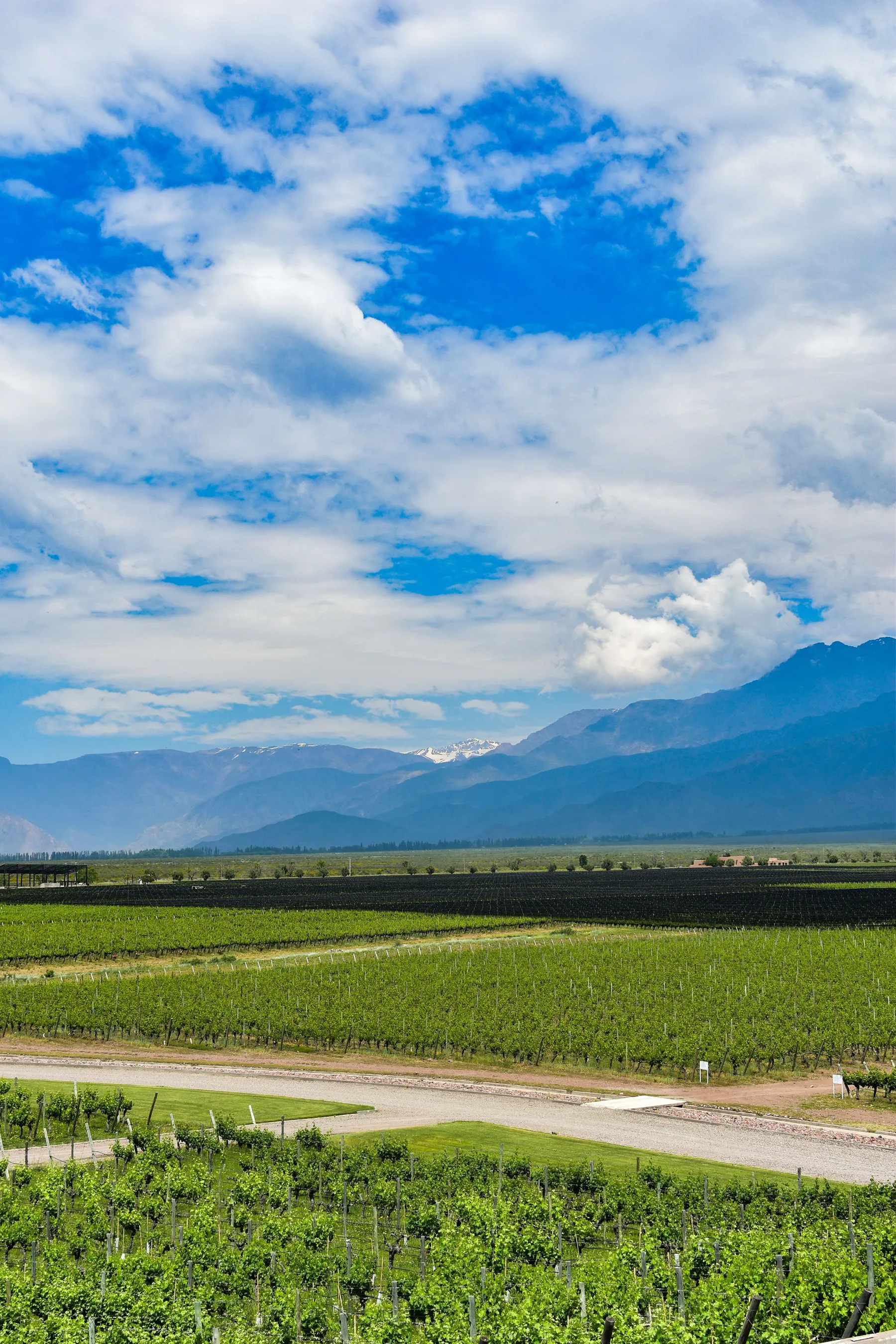 Vineyard rows beneath the Andes in Tunuyán