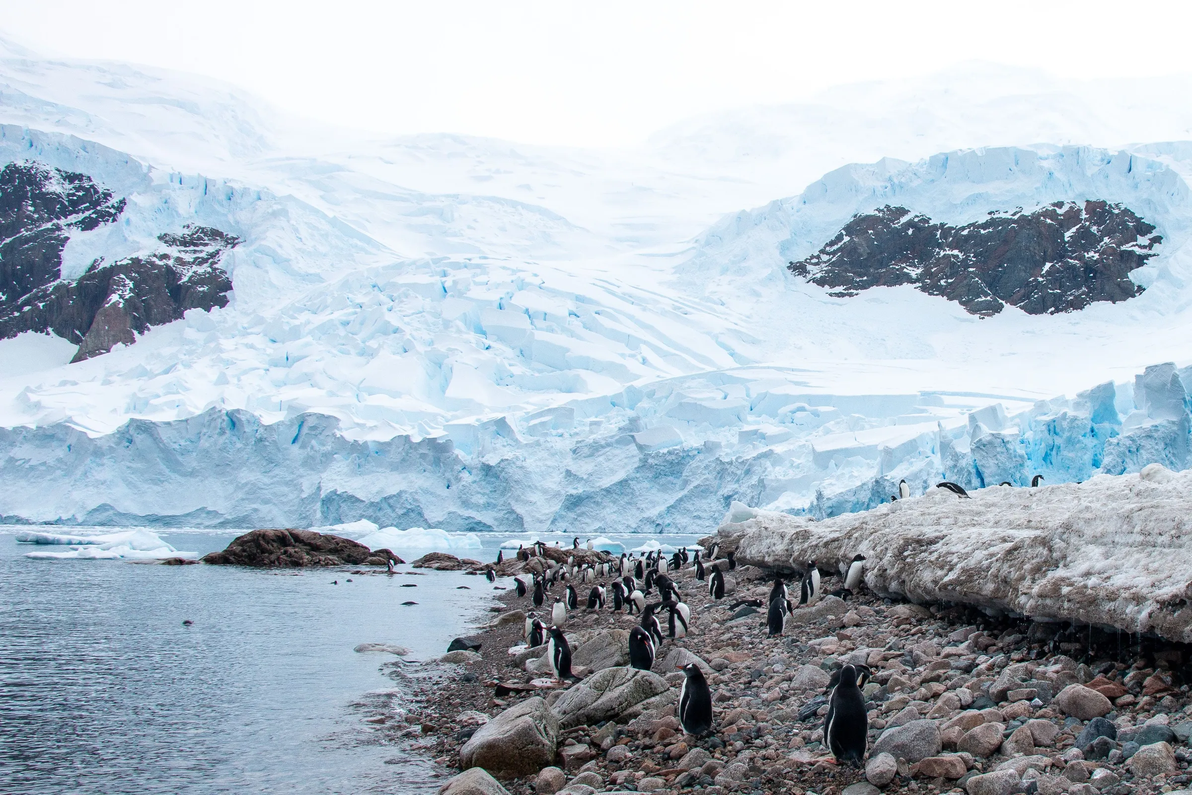Gentoo penguins on a rocky Antarctic shore with icebergs behind