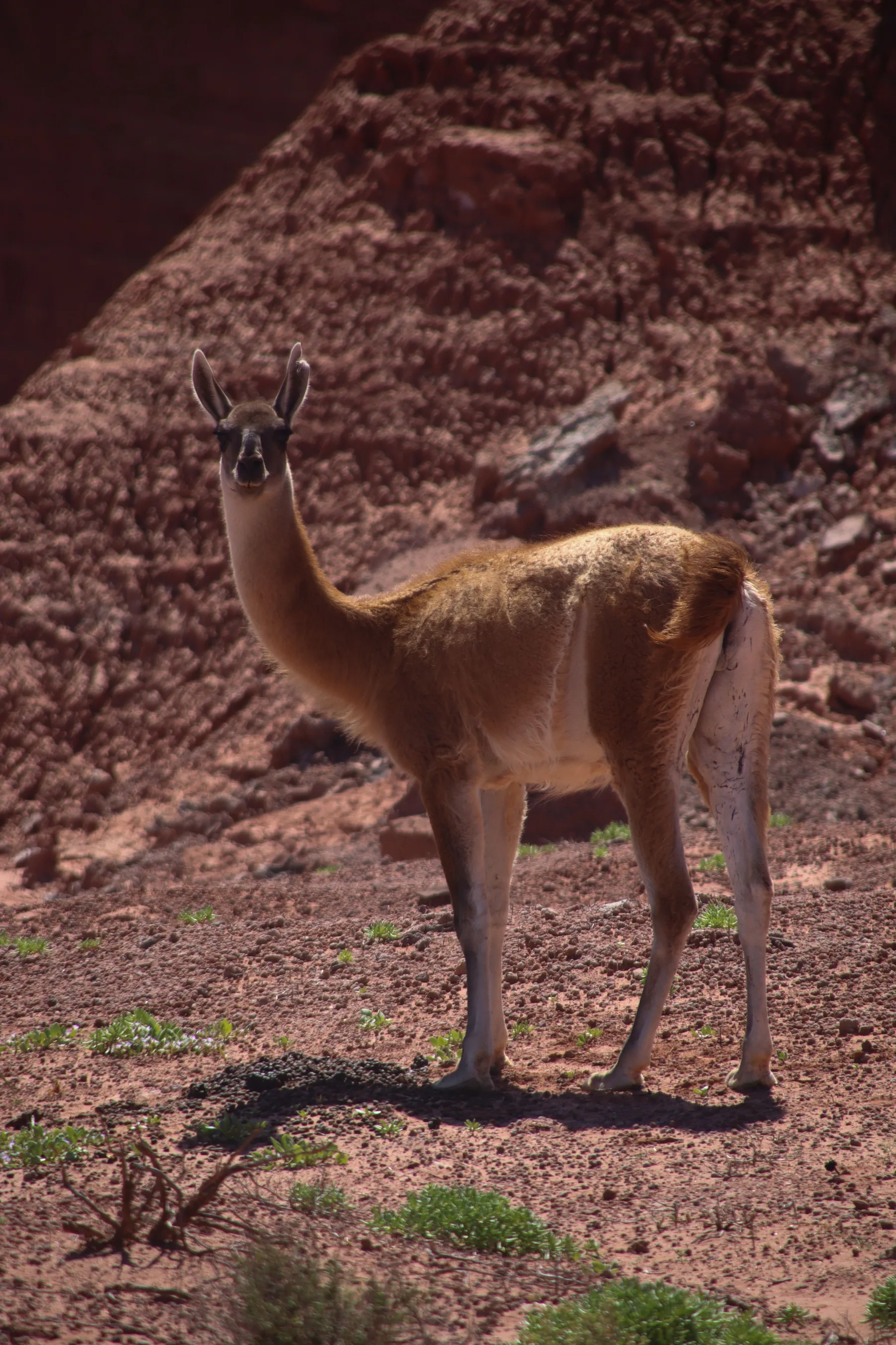 A guanaco standing in the dry landscape of La Rioja