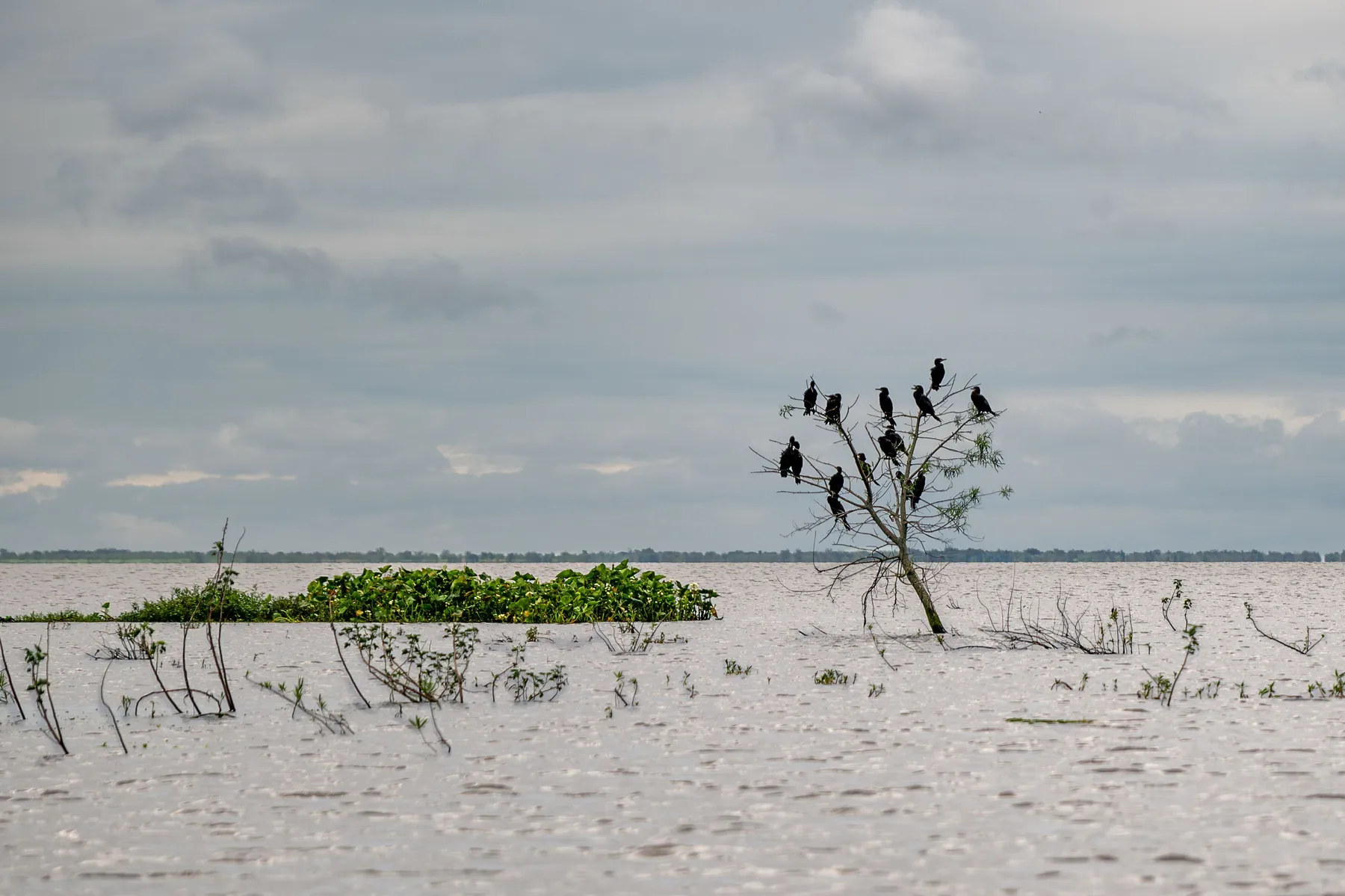 Cormorants gathered on a bare tree above wetland water