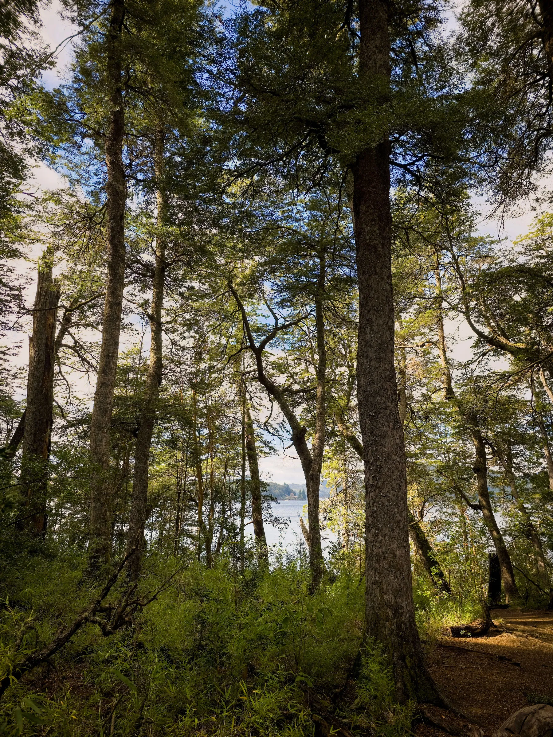 Sunlight filtering through tall forest near Bariloche.