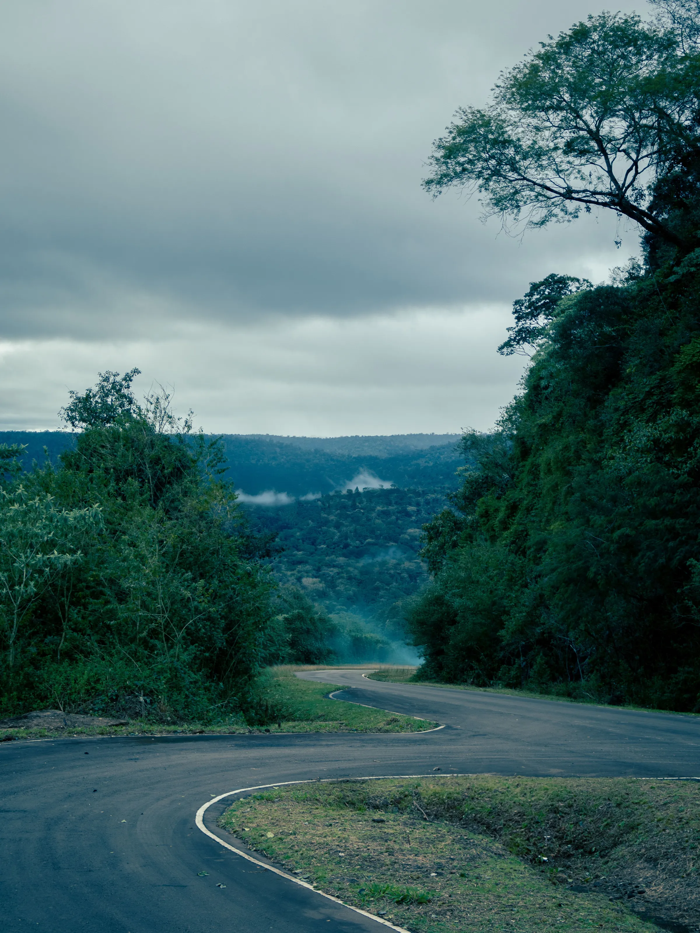 A road disappearing through mist and dense Misiones forest.