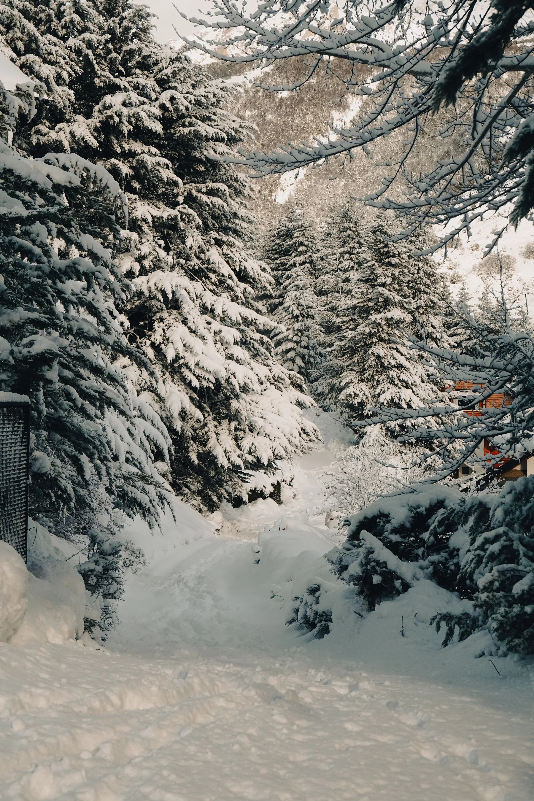 A snow-covered path among trees in Bariloche.