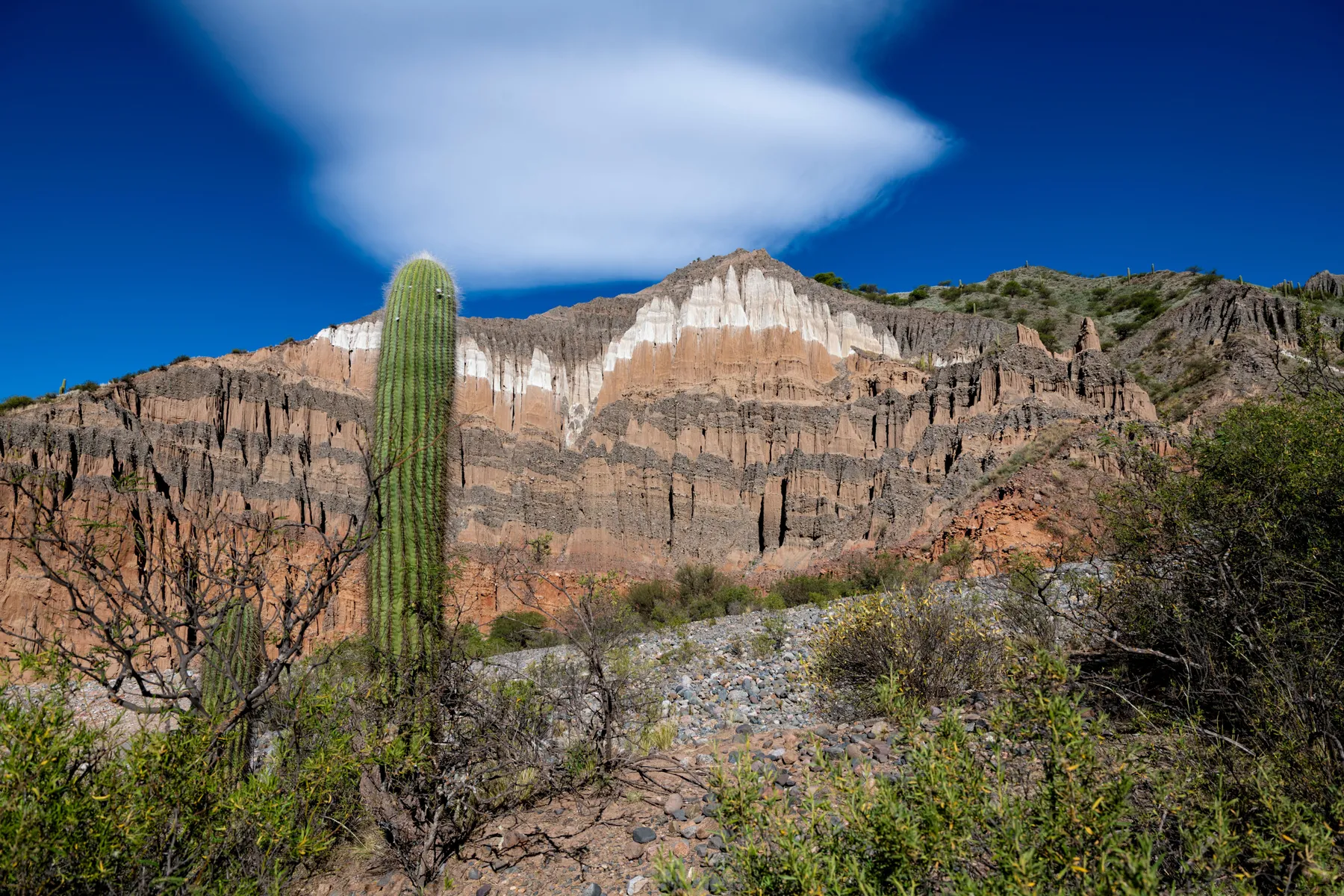 A tall cactus beside eroded rock formations in the Calchaquí Valleys