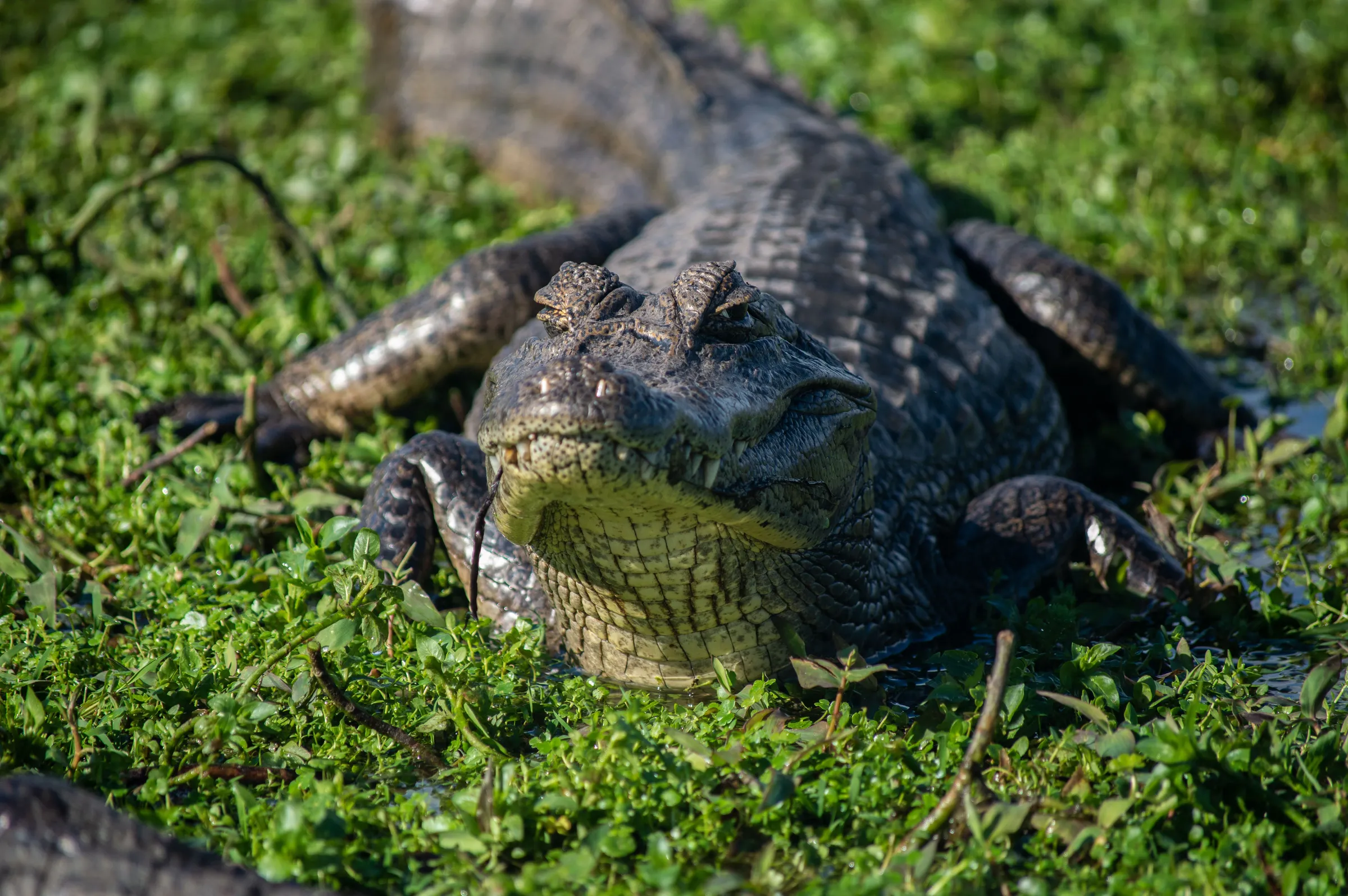 Close detail of a yacaré caiman resting beside wetland vegetation
